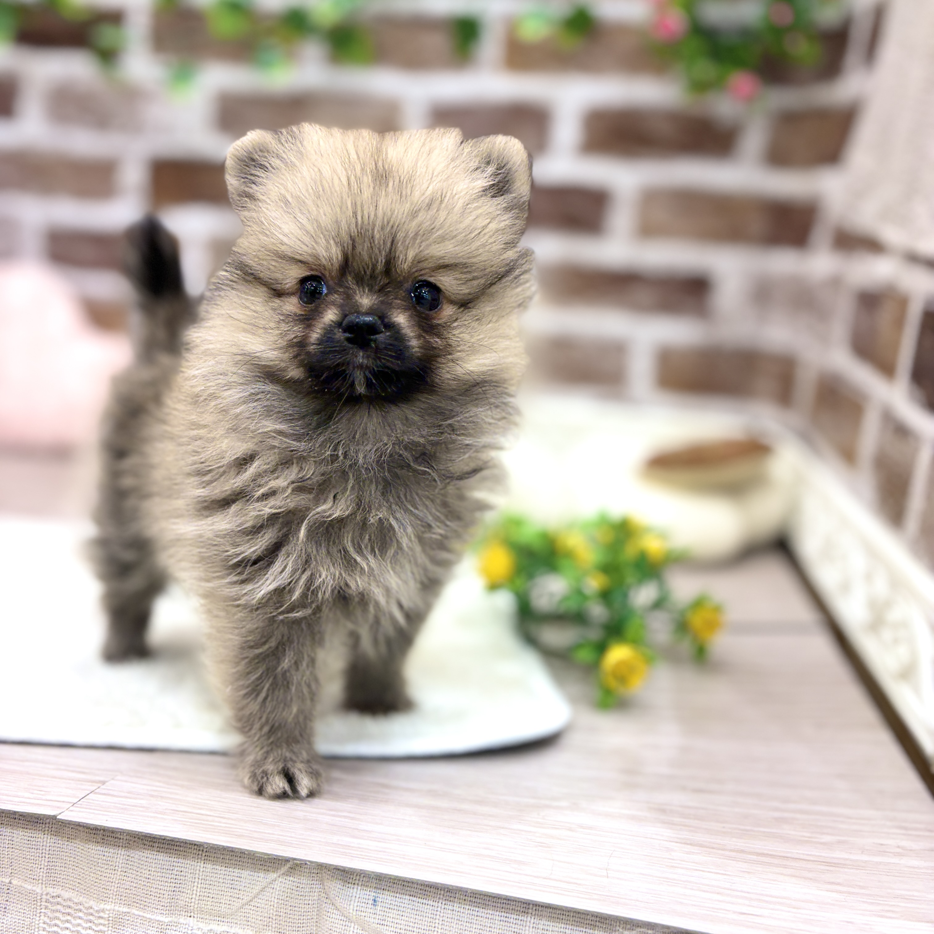 三重県のポメラニアン (犬の家＆猫の里三重桑名店/2026年3月8日生まれ/女の子/オレンジ)の子犬の4枚目の画像