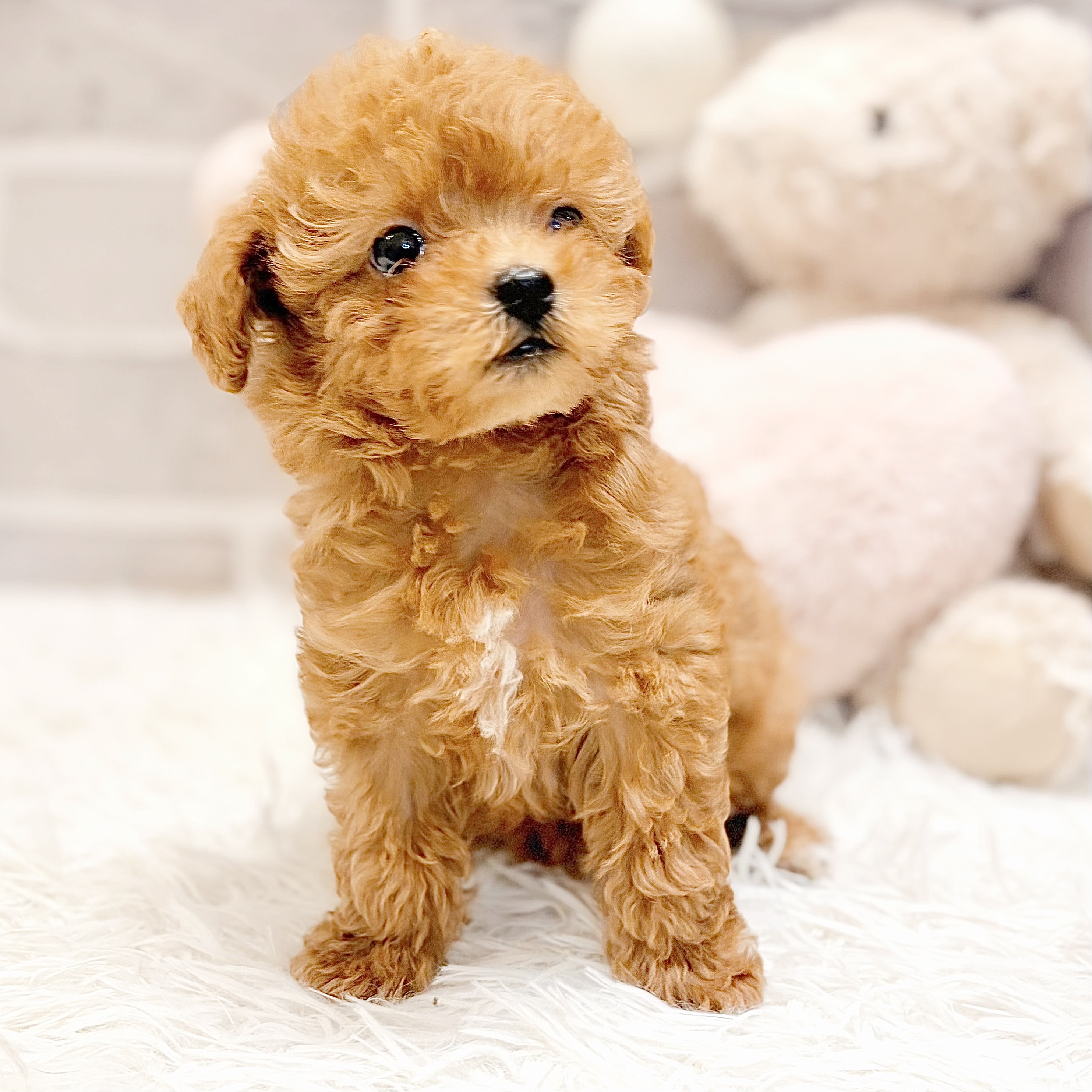 兵庫県のトイプードル(ティーカップ) (犬の家＆猫の里神戸店/2026年7月16日生まれ/女の子/レッドフォーン)の子犬の4枚目の画像