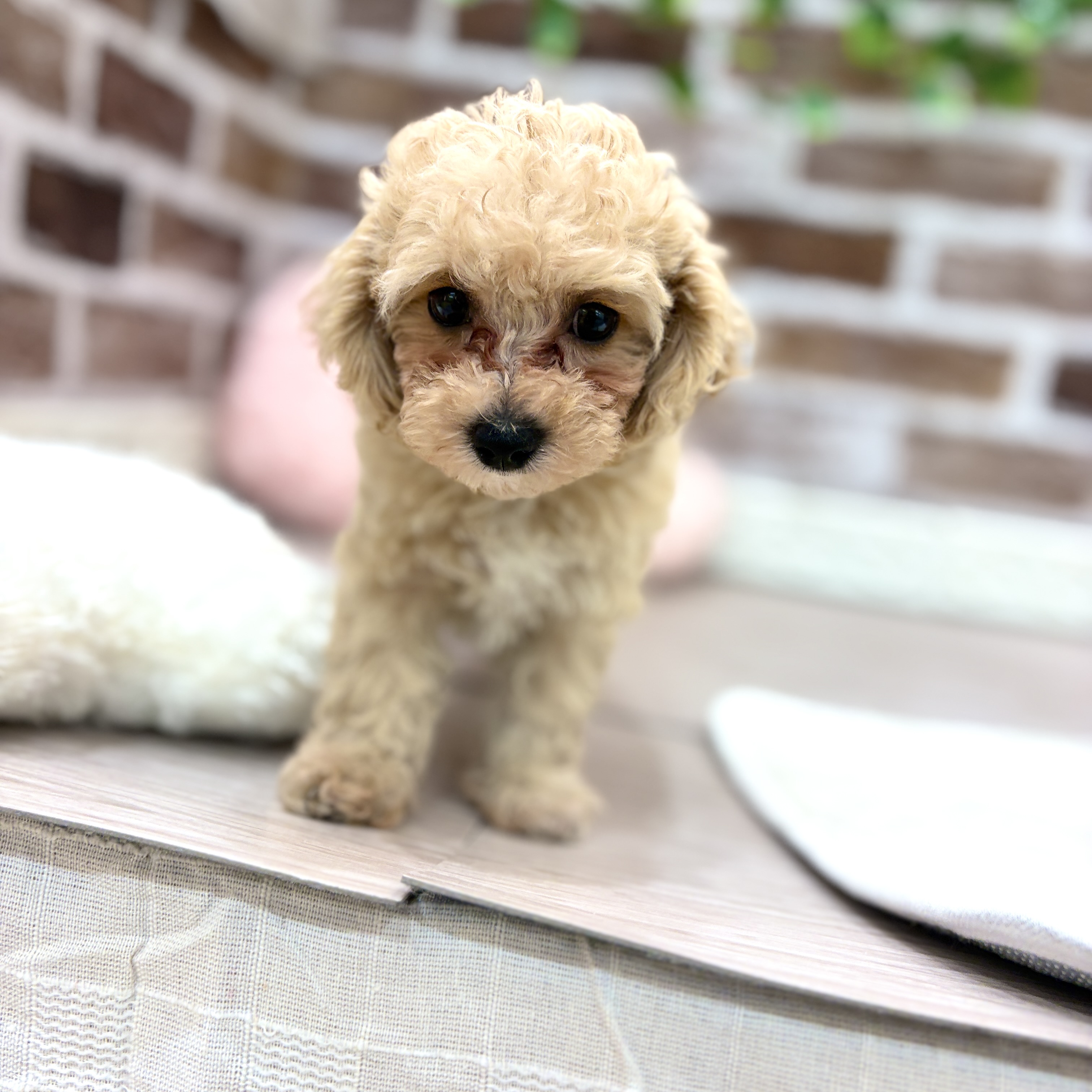 三重県のマルプー(マルチーズ×プードル) (犬の家＆猫の里三重桑名店/2026年3月10日生まれ/女の子/クリーム)の子犬の4枚目の画像