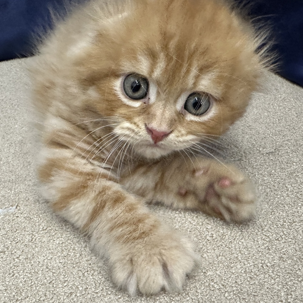 岐阜県のスコティッシュフォールド (犬の家＆猫の里中津川店/2026年3月19日生まれ/男の子/レッドタビー)の子猫の4枚目の画像