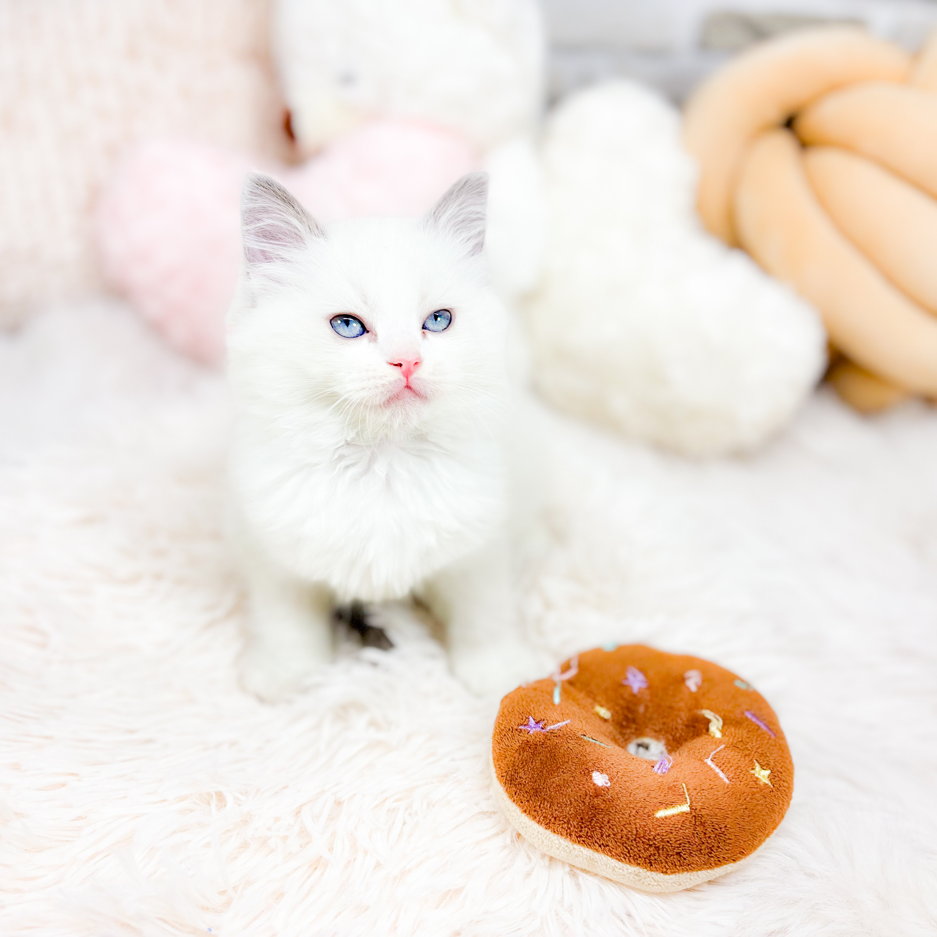 神奈川県のラグドール (犬の家＆猫の里元住吉ブレーメン通り店/2025年10月7日生まれ/女の子/ブルーポイントバイカラー)の子猫の4枚目の画像