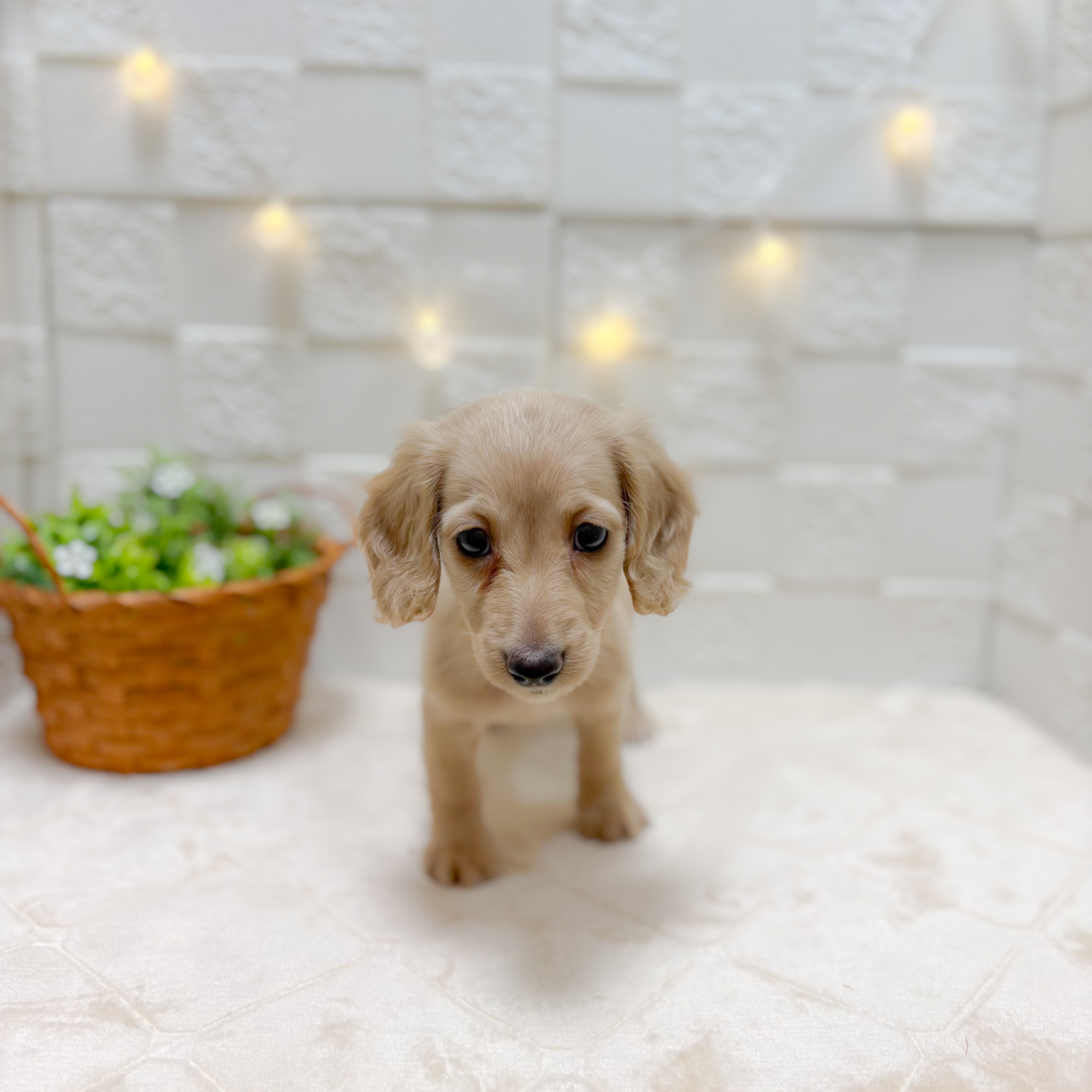 東京都のミニチュアダックスフンド(ロング) (犬の家＆猫の里ペットフォレスト小平店/2026年1月3日生まれ/女の子/イエロー)の子犬の4枚目の画像