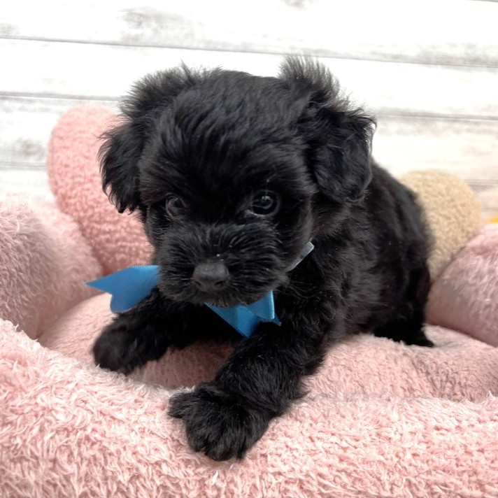 兵庫県のポメプー(ポメラニアン×プードル) (犬の家＆猫の里川西店/2026年3月21日生まれ/男の子/ブラック)の子犬の4枚目の画像
