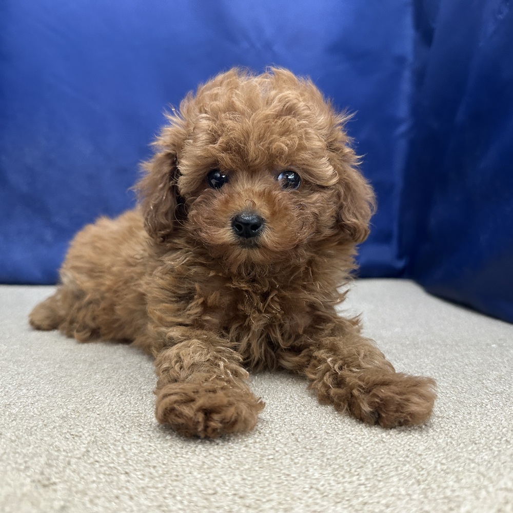 岐阜県のトイプードル(トイ) (犬の家＆猫の里中津川店/2026年3月21日生まれ/女の子/レッドフォーン)の子犬の4枚目の画像