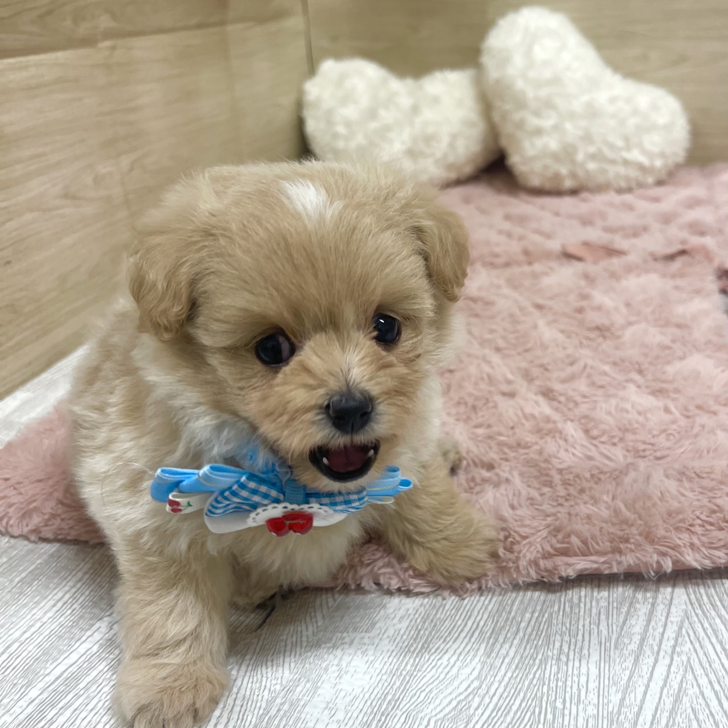 大阪府のポメプー(ポメラニアン×プードル) (犬の家＆猫の里そよら東岸和田店/2025年5月25日生まれ/女の子/アプリコット)の子犬の4枚目の画像