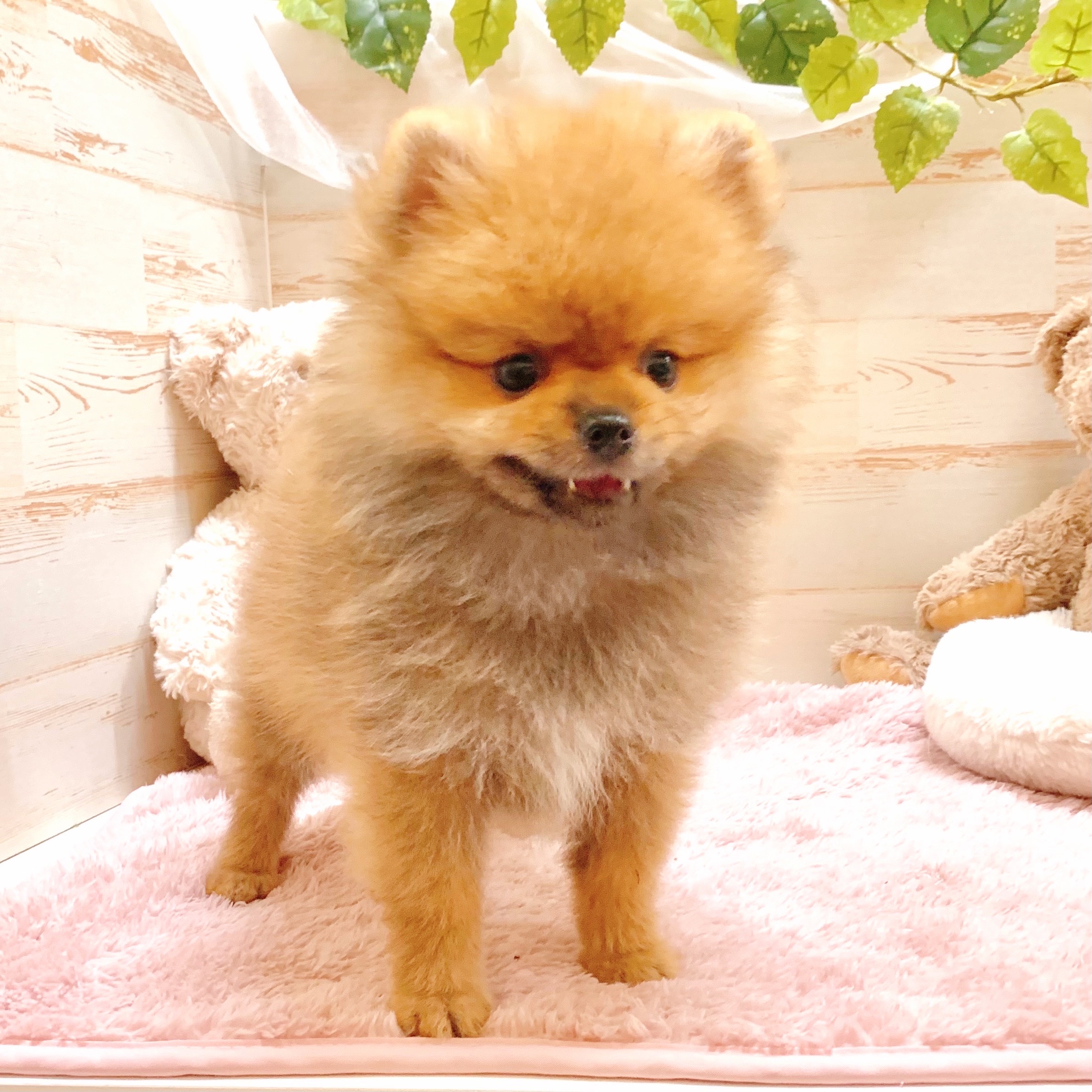 兵庫県のポメラニアン (犬の家＆猫の里神戸店/2025年7月13日生まれ/男の子/オレンジ)の子犬の4枚目の画像