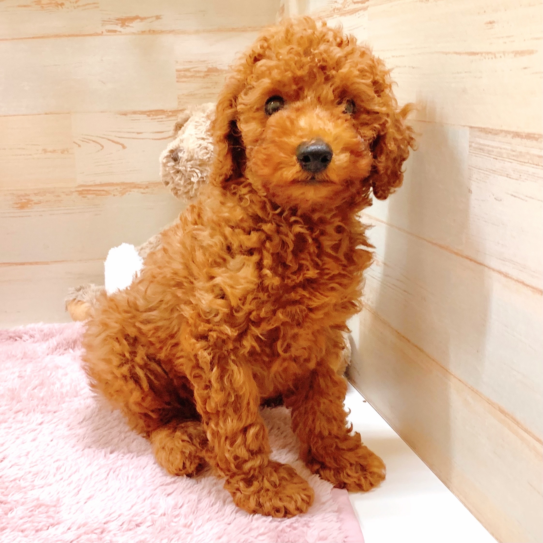 兵庫県のトイプードル(トイ) (犬の家＆猫の里神戸店/2025年7月18日生まれ/男の子/レッド)の子犬の4枚目の画像