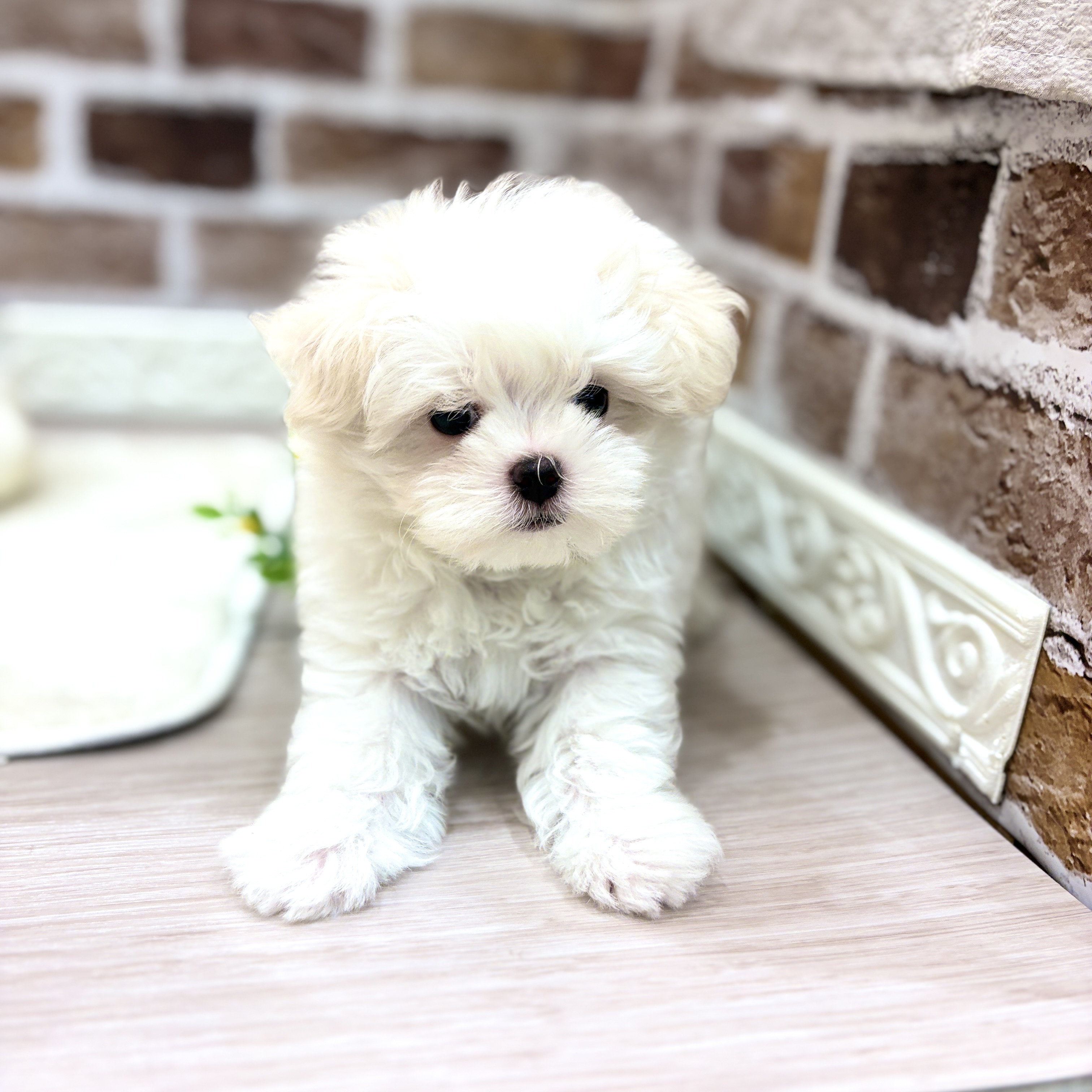 三重県のマルチーズ (犬の家＆猫の里三重桑名店/2026年3月14日生まれ/男の子/ホワイト)の子犬の4枚目の画像