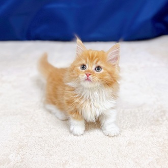 愛知県のマンチカン (犬の家＆猫の里一宮店/2025年9月17日生まれ/女の子/レッドタビーホワイト)の子猫の4枚目の画像