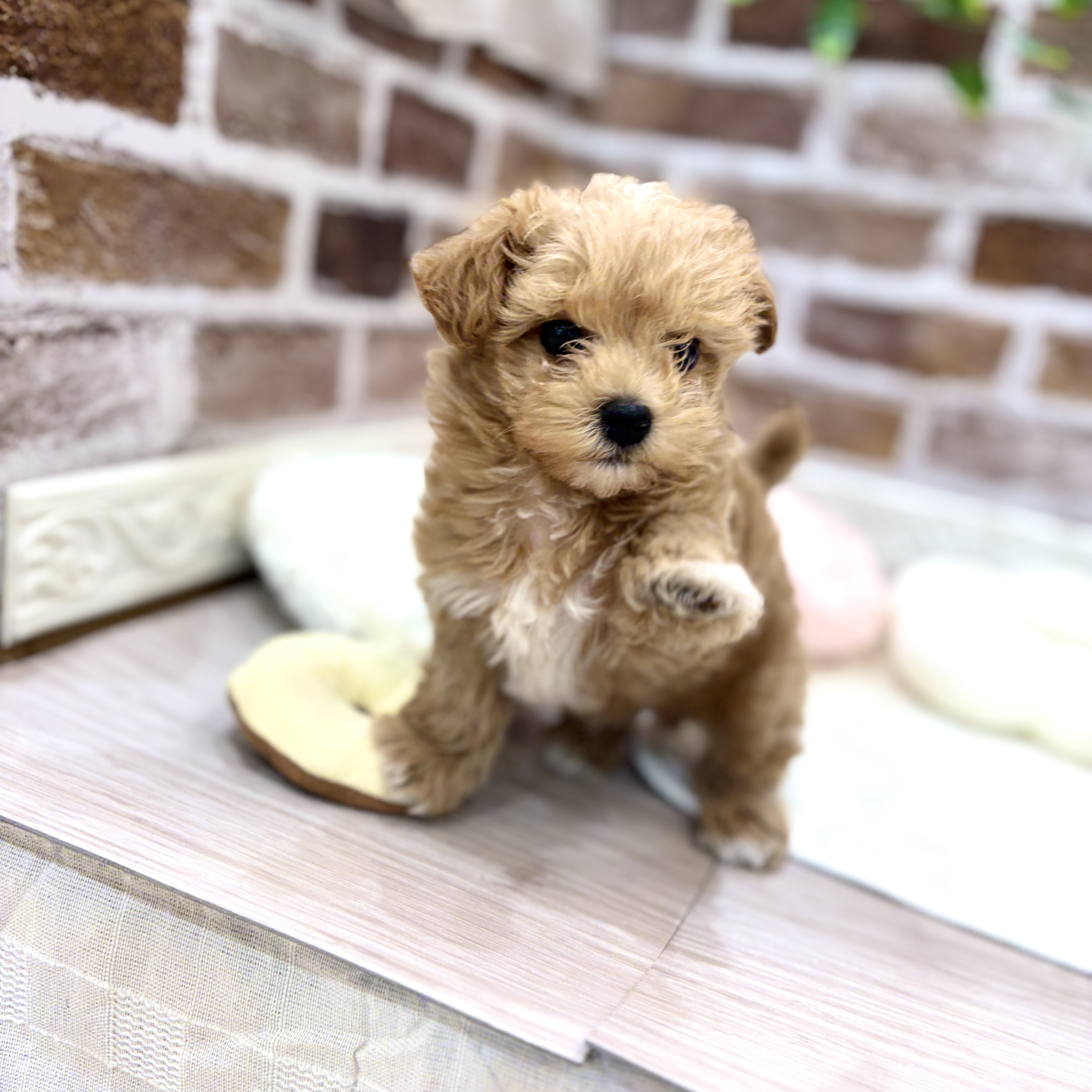 三重県のマルプー(マルチーズ×プードル) (犬の家＆猫の里三重桑名店/2026年3月14日生まれ/男の子/アプリコットホワイト)の子犬の1枚目の画像