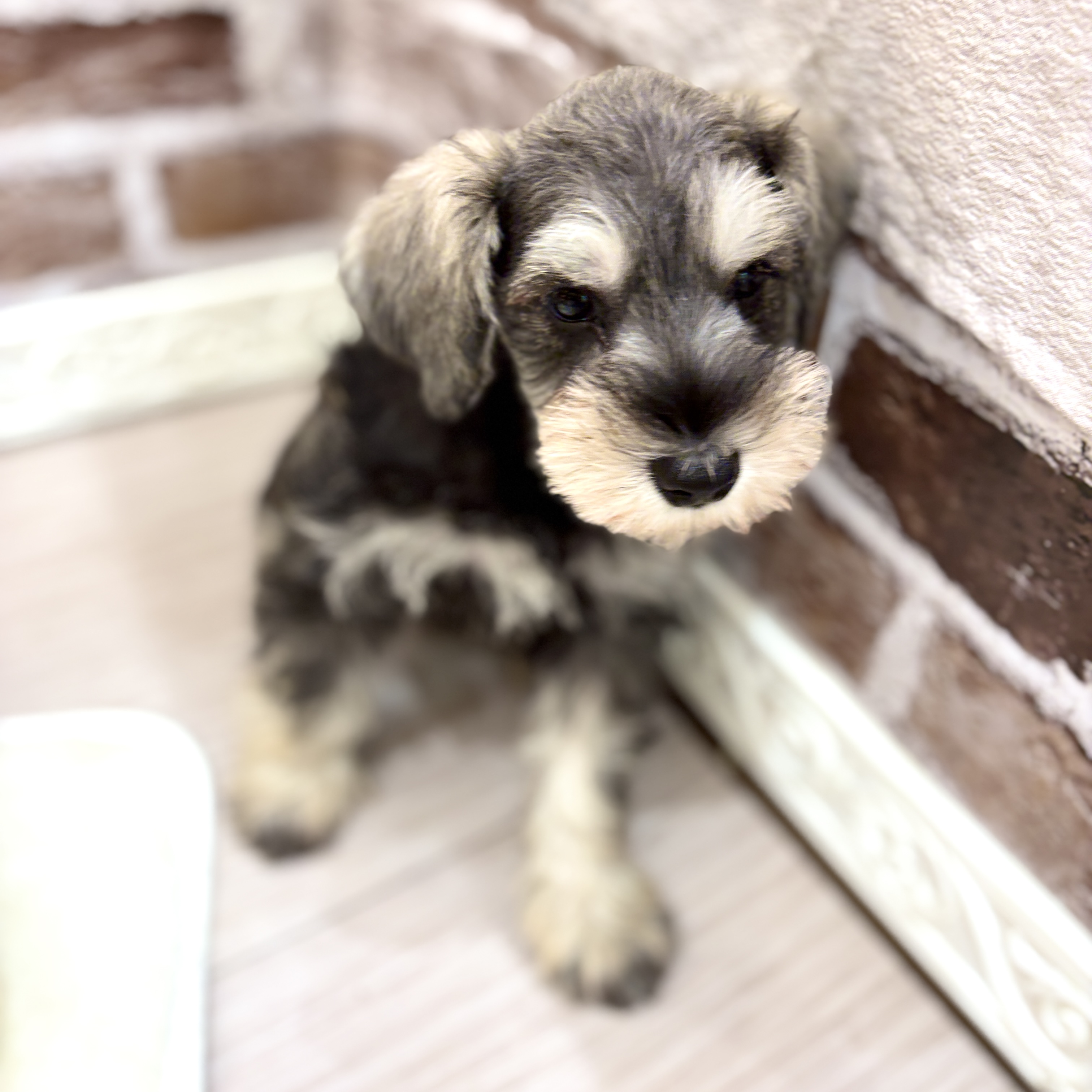 三重県のミニチュアシュナウザー (犬の家＆猫の里三重桑名店/2026年3月17日生まれ/男の子/ソルトペッパー)の子犬の1枚目の画像