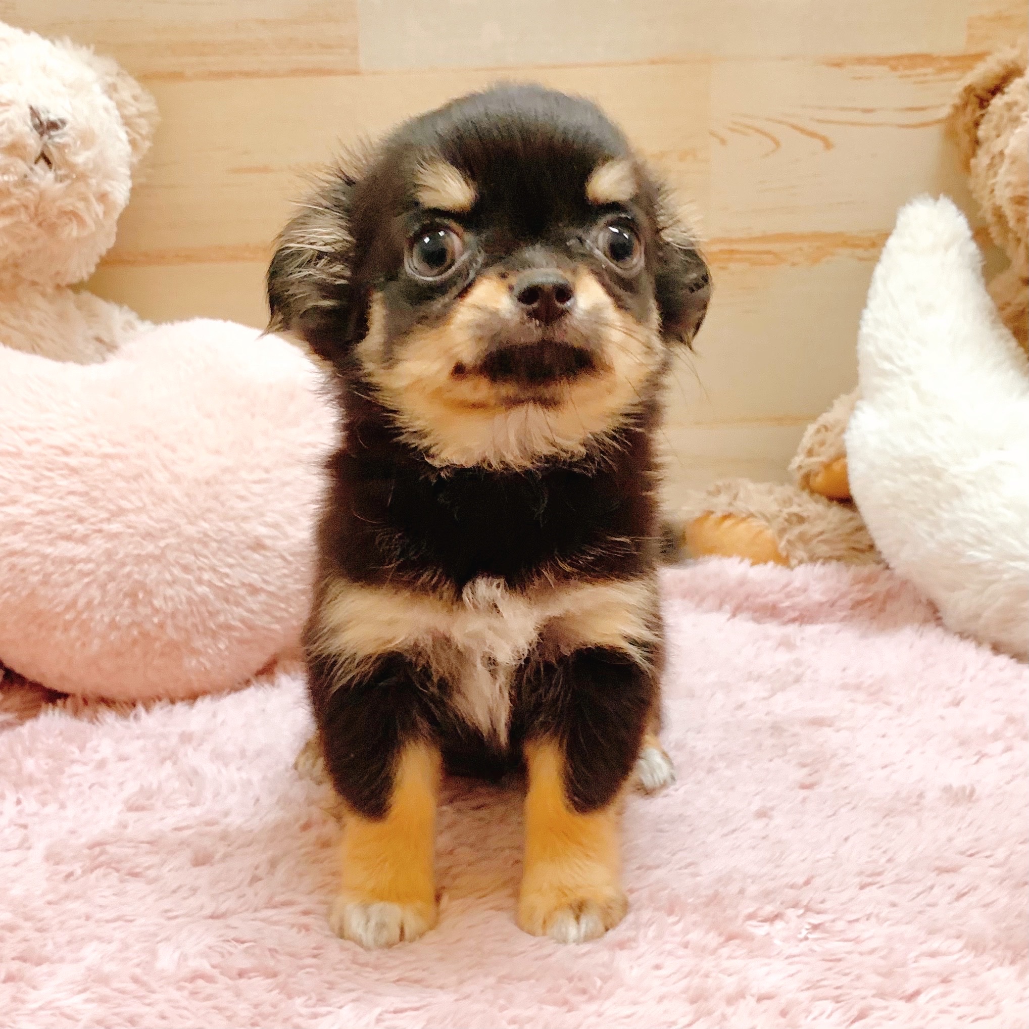 兵庫県のチワワ(ロング) (犬の家＆猫の里神戸店/2025年7月18日生まれ/女の子/ブラックタン)の子犬の4枚目の画像