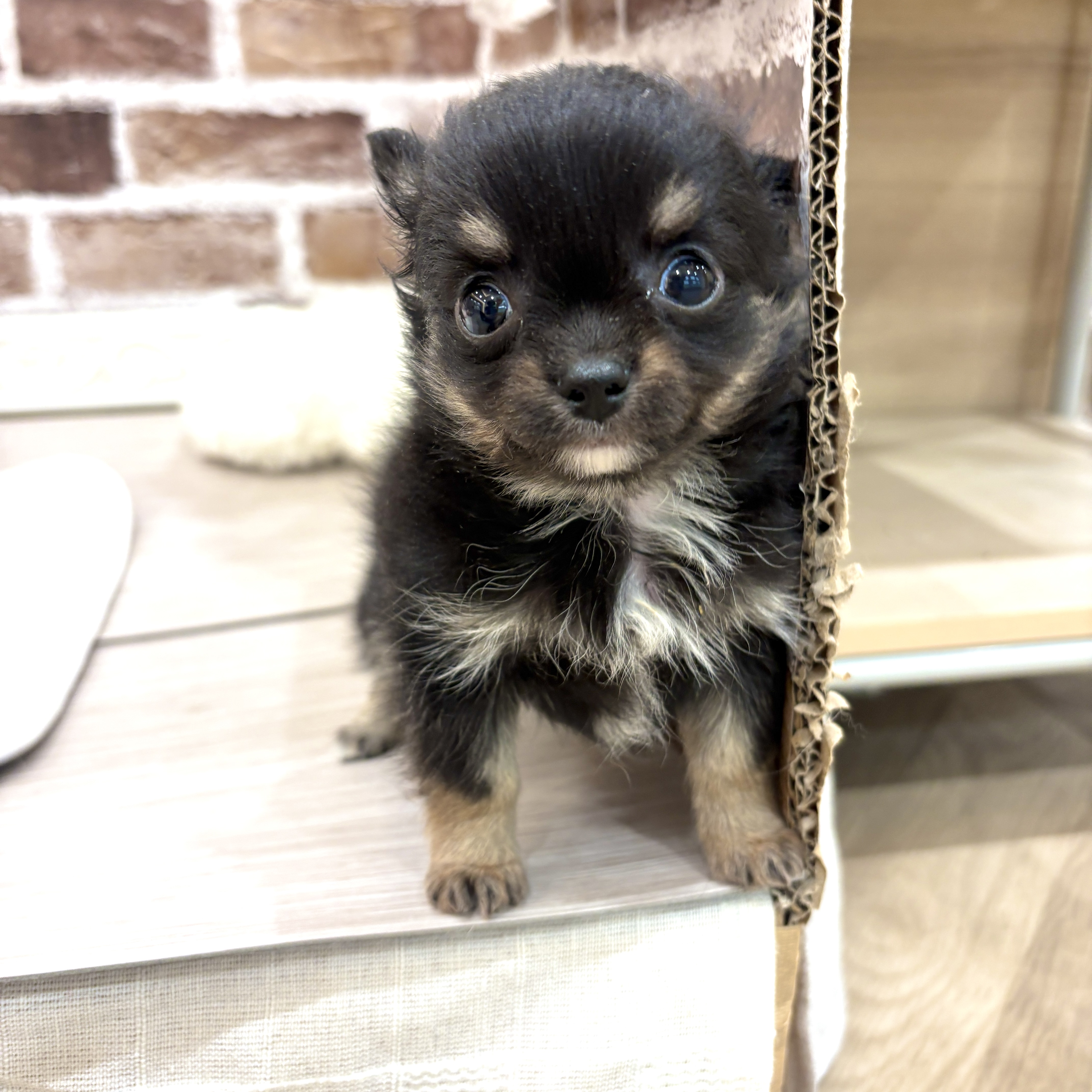 三重県のチワワ(ロング) (犬の家＆猫の里三重桑名店/2026年5月5日生まれ/男の子/ブラックタンホワイト)の子犬の4枚目の画像