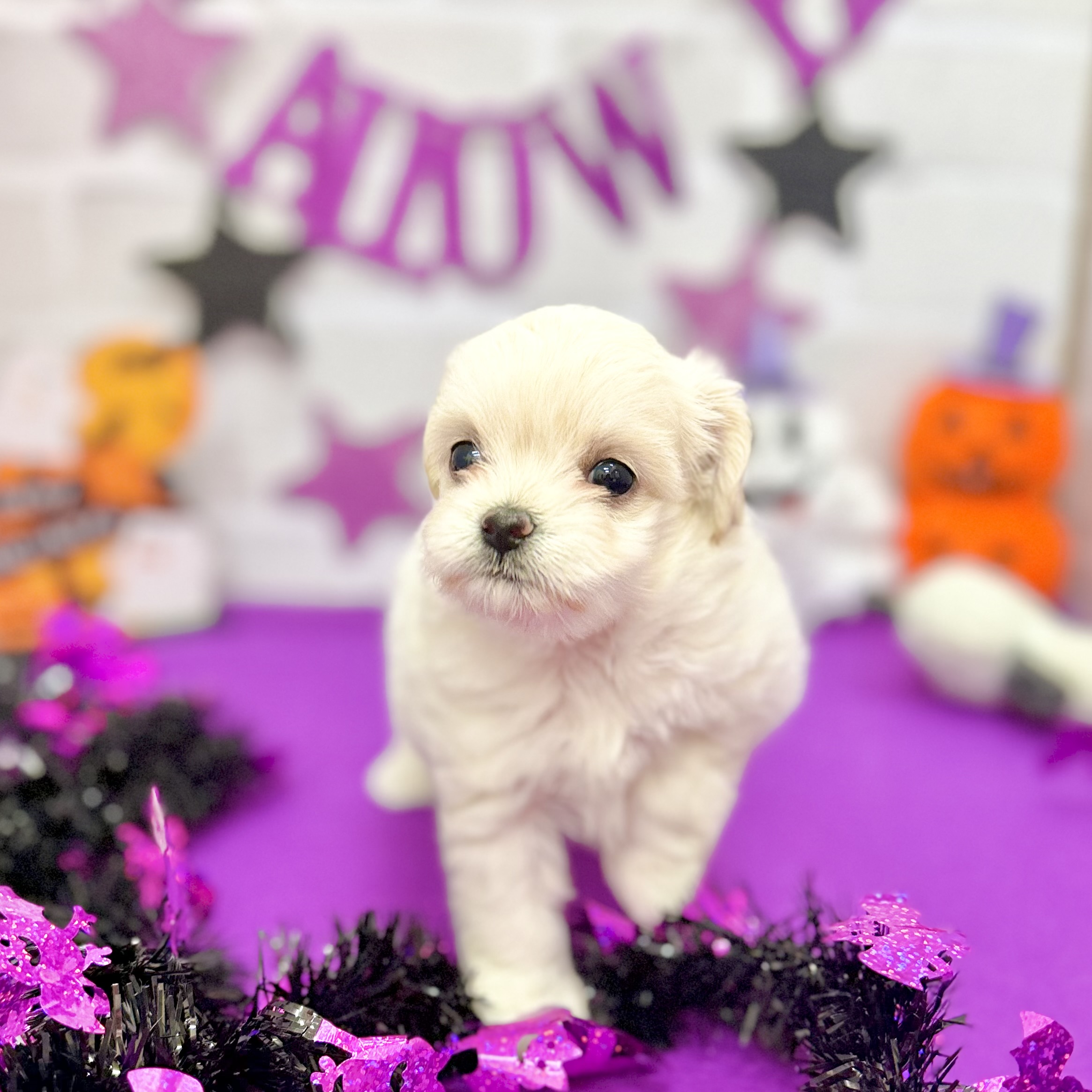 静岡県のチワプー/プーチー(チワワ×プードル) (犬の家＆猫の里プレ葉ウォーク浜北店/2025年8月26日生まれ/女の子/クリーム)の子犬の4枚目の画像