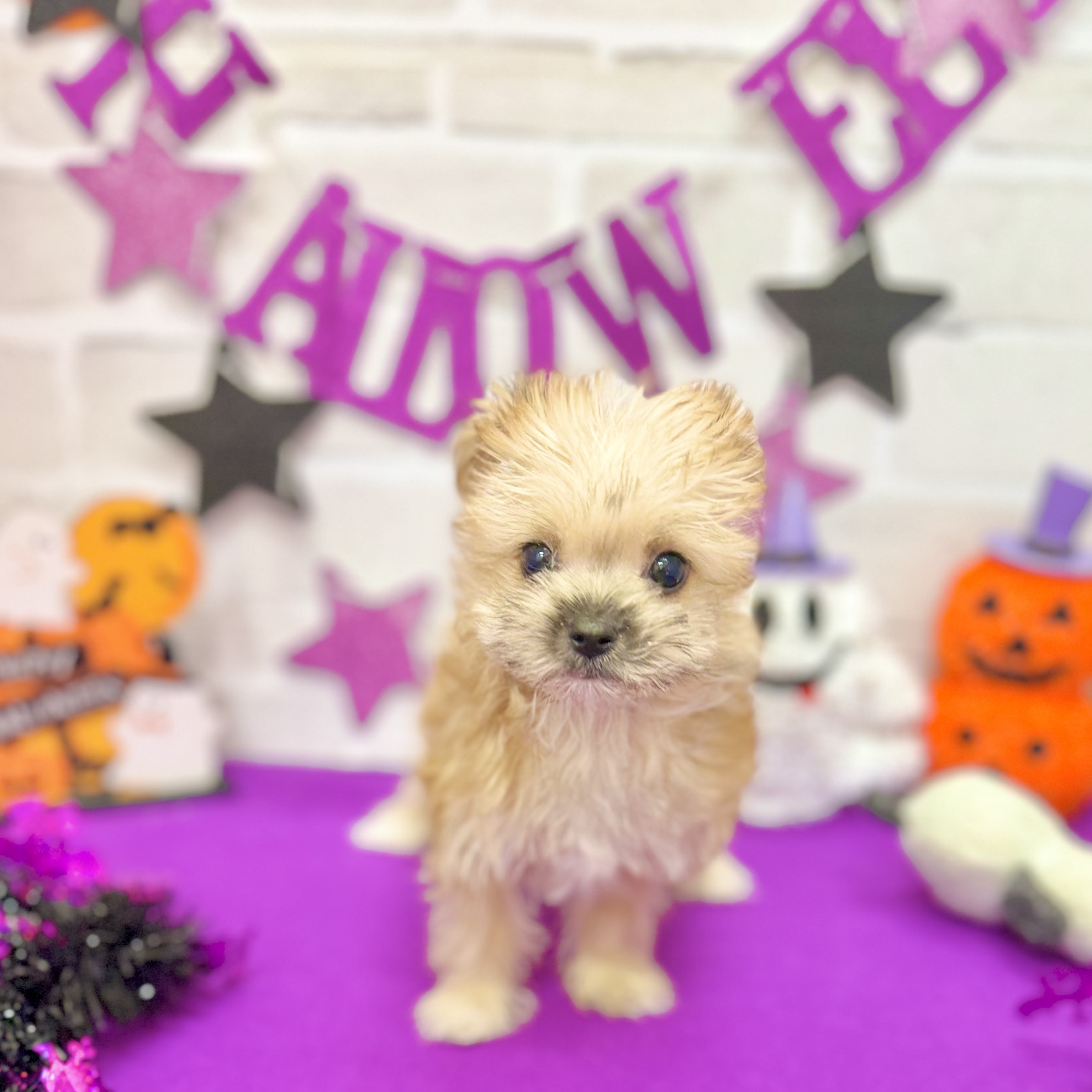 静岡県のマルキー/マルヨーキー(マルチーズ×ヨークシャーテリア) (犬の家＆猫の里プレ葉ウォーク浜北店/2025年8月22日生まれ/女の子/ブラウン)の子犬の4枚目の画像