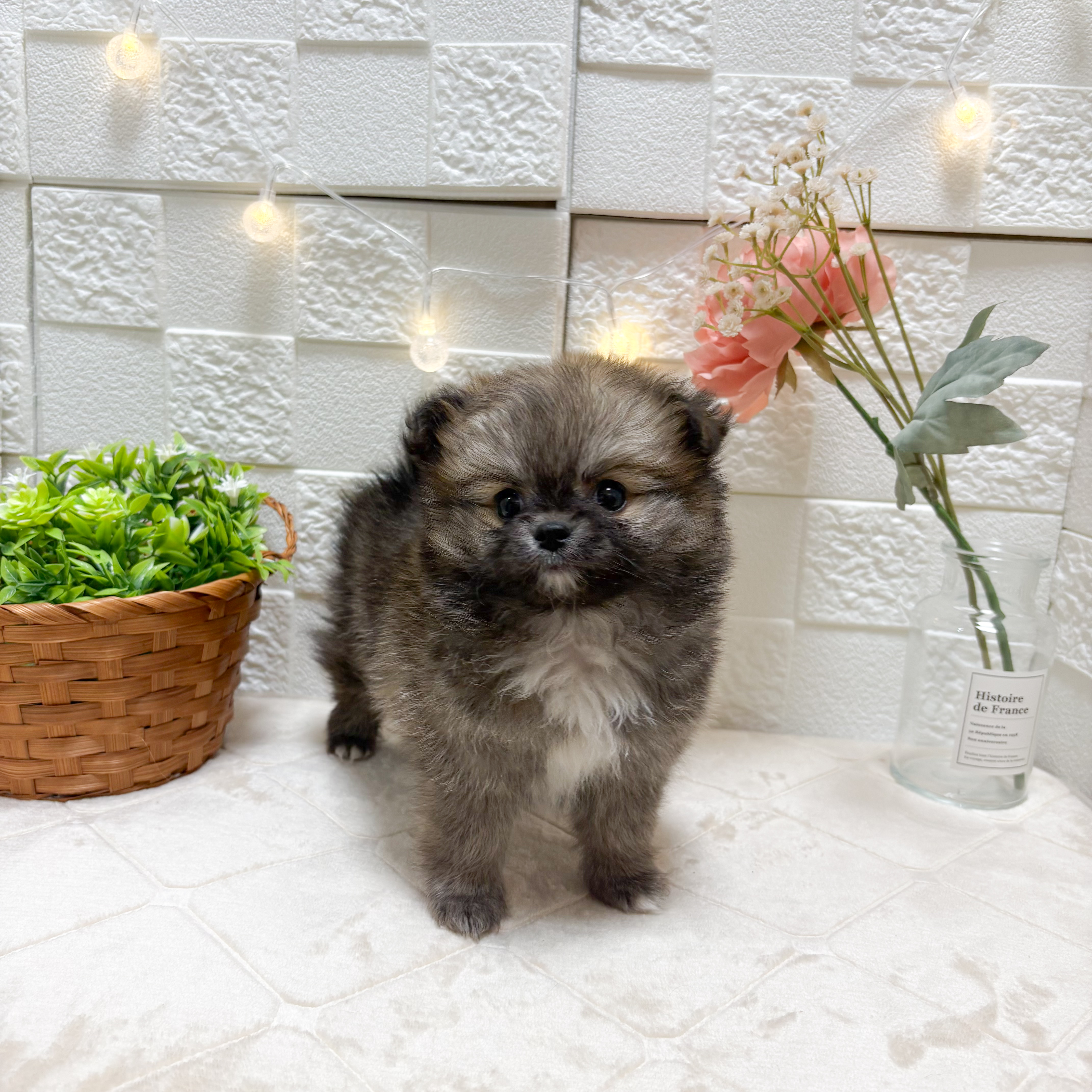 ハーフ犬女の子の写真