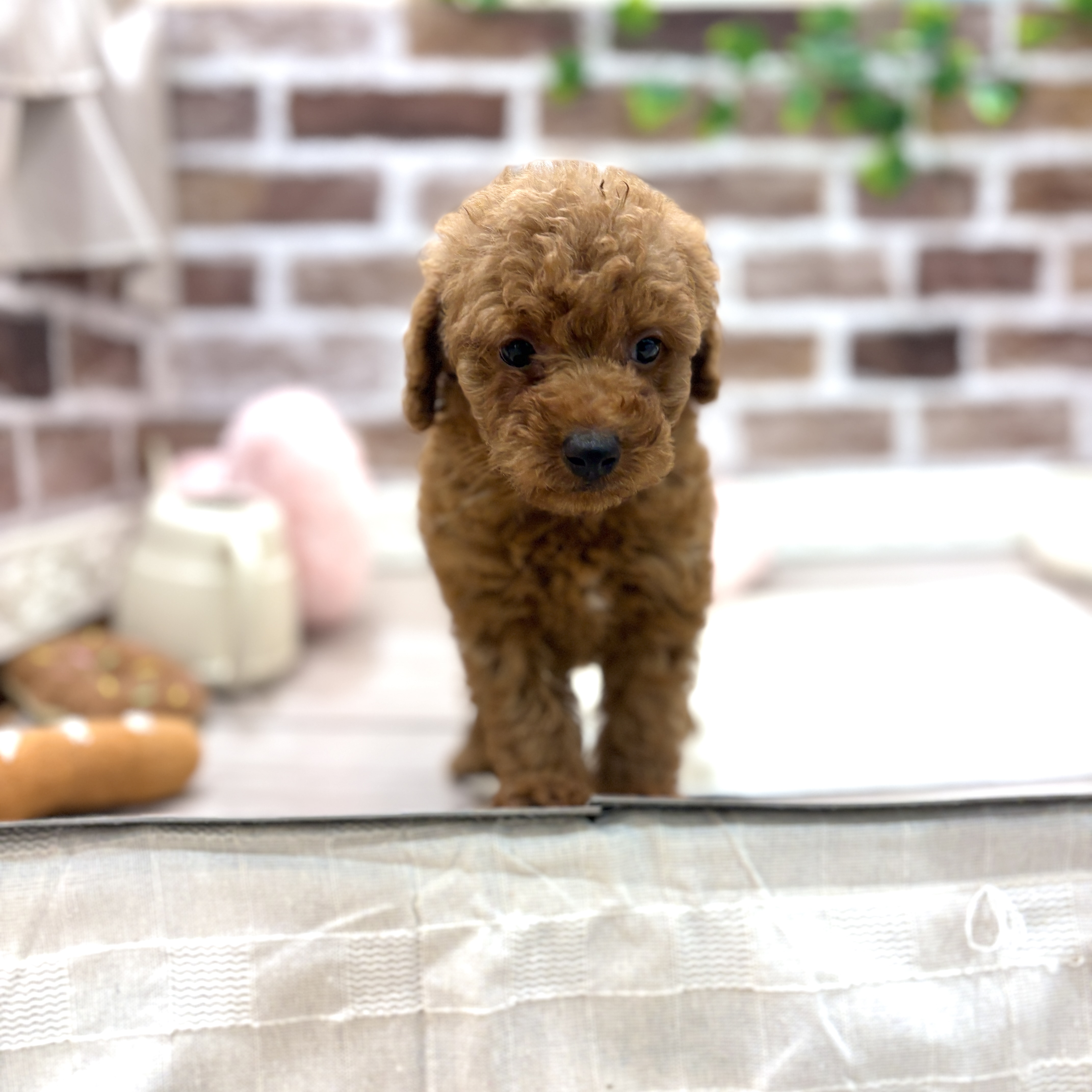 三重県のトイプードル(トイ) (犬の家＆猫の里三重桑名店/2026年5月5日生まれ/男の子/レッド)の子犬の4枚目の画像