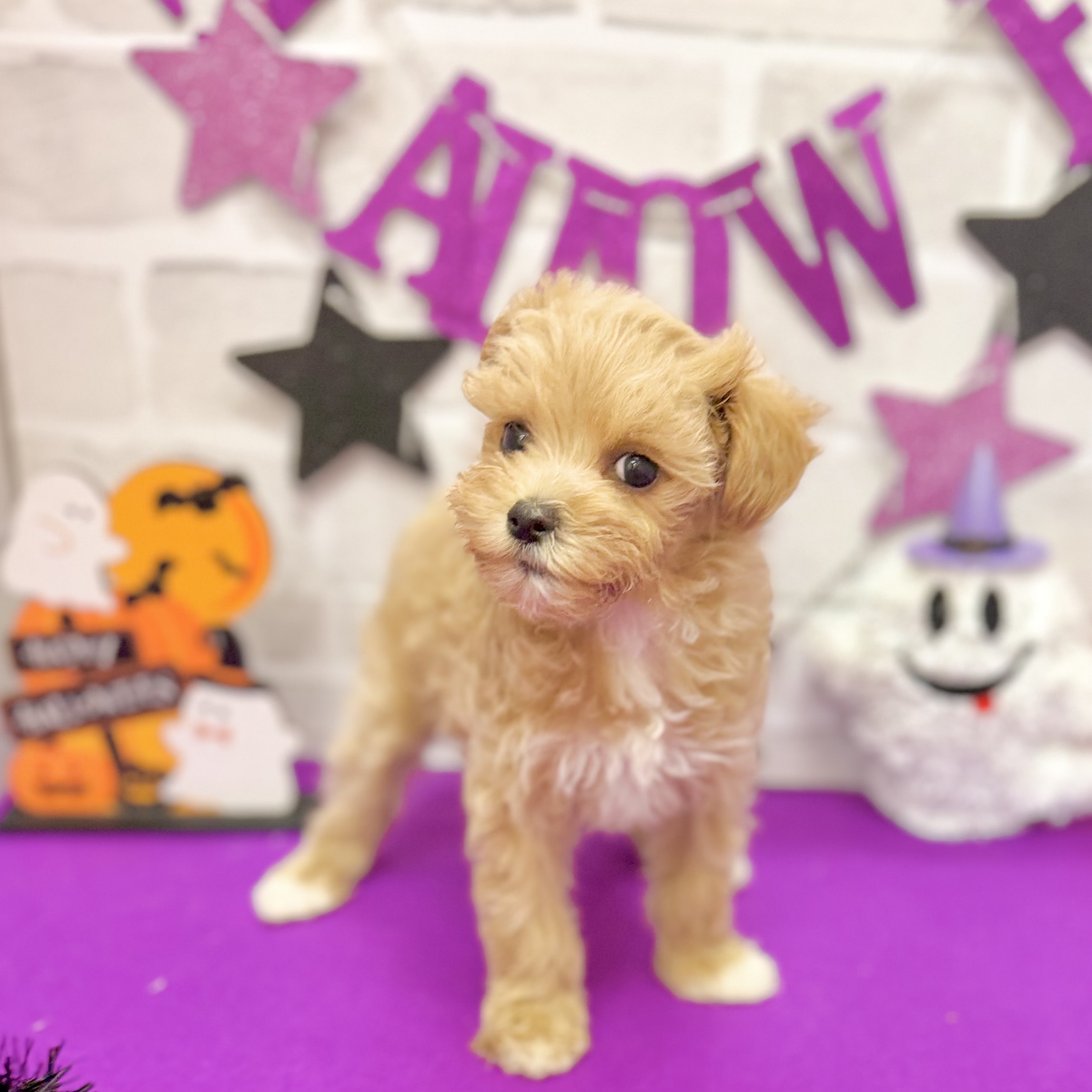 静岡県のマルプー(マルチーズ×プードル) (犬の家＆猫の里プレ葉ウォーク浜北店/2025年8月22日生まれ/女の子/アプリコット)の子犬の1枚目の画像