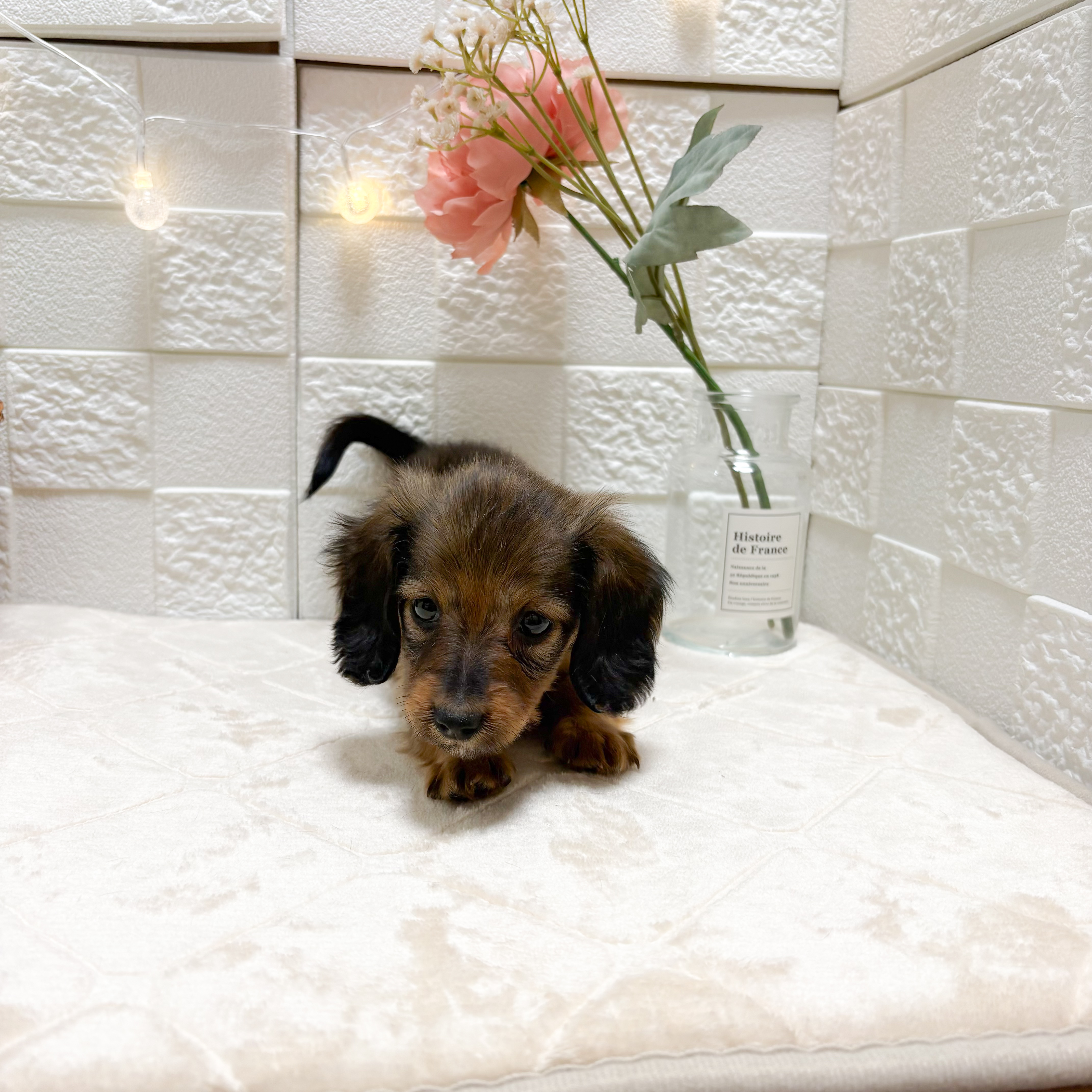 東京都のミニチュアダックスフンド(ロング) (犬の家＆猫の里ペットフォレスト小平店/2026年1月15日生まれ/女の子/レッド)の子犬の4枚目の画像