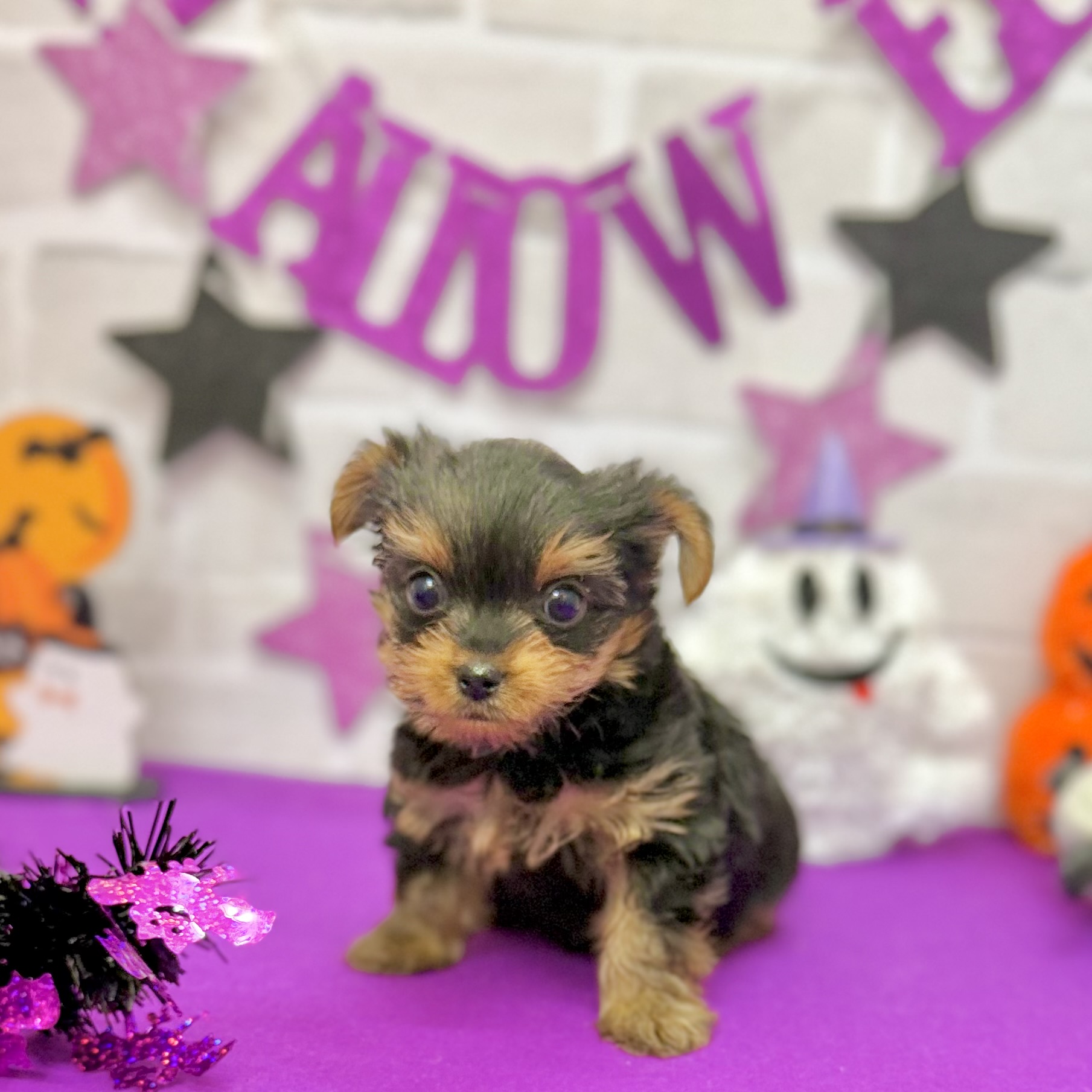 静岡県のヨークシャーテリア (犬の家＆猫の里プレ葉ウォーク浜北店/2025年8月25日生まれ/女の子/スチールブルータン)の子犬の1枚目の画像