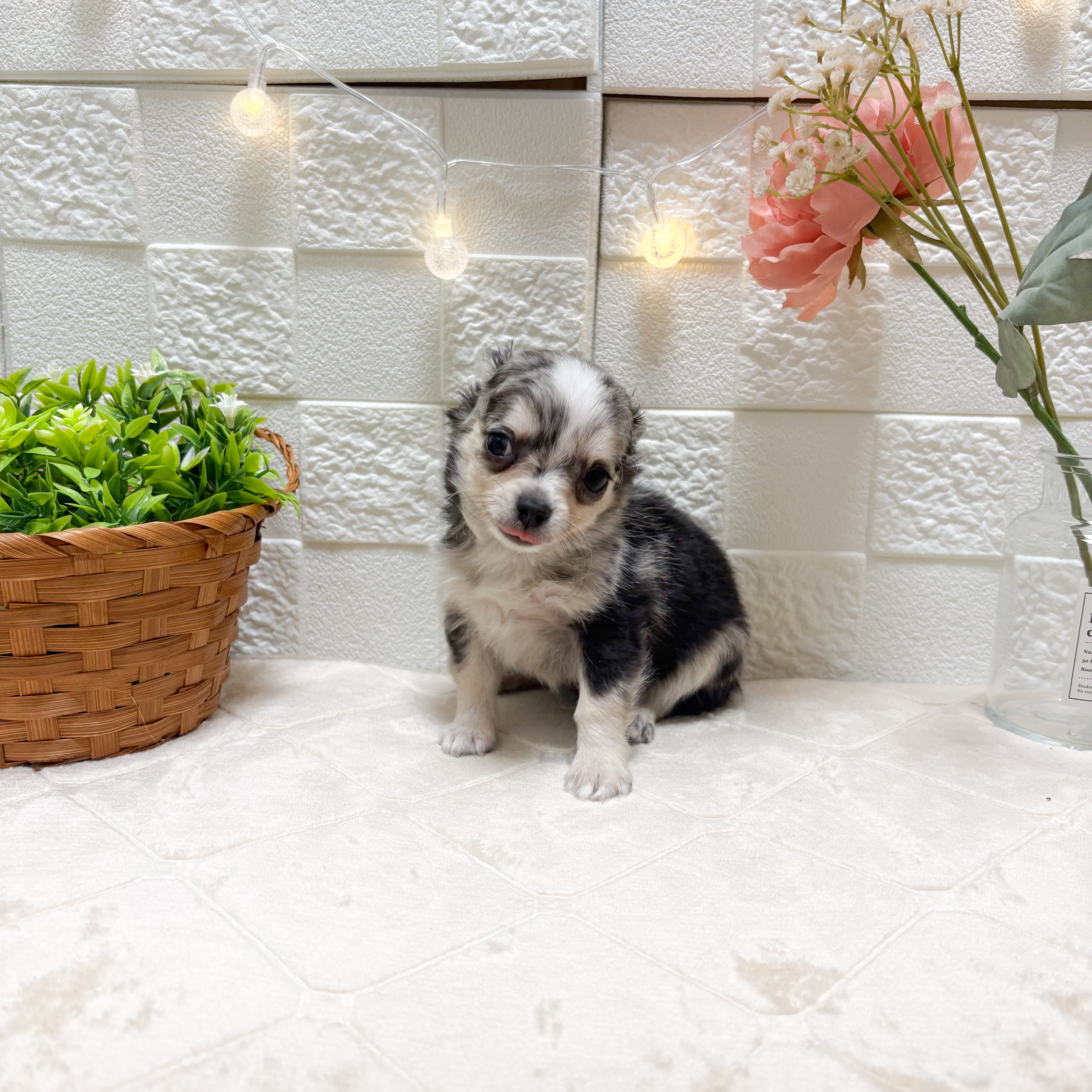 チワワ（ロング）男の子の写真