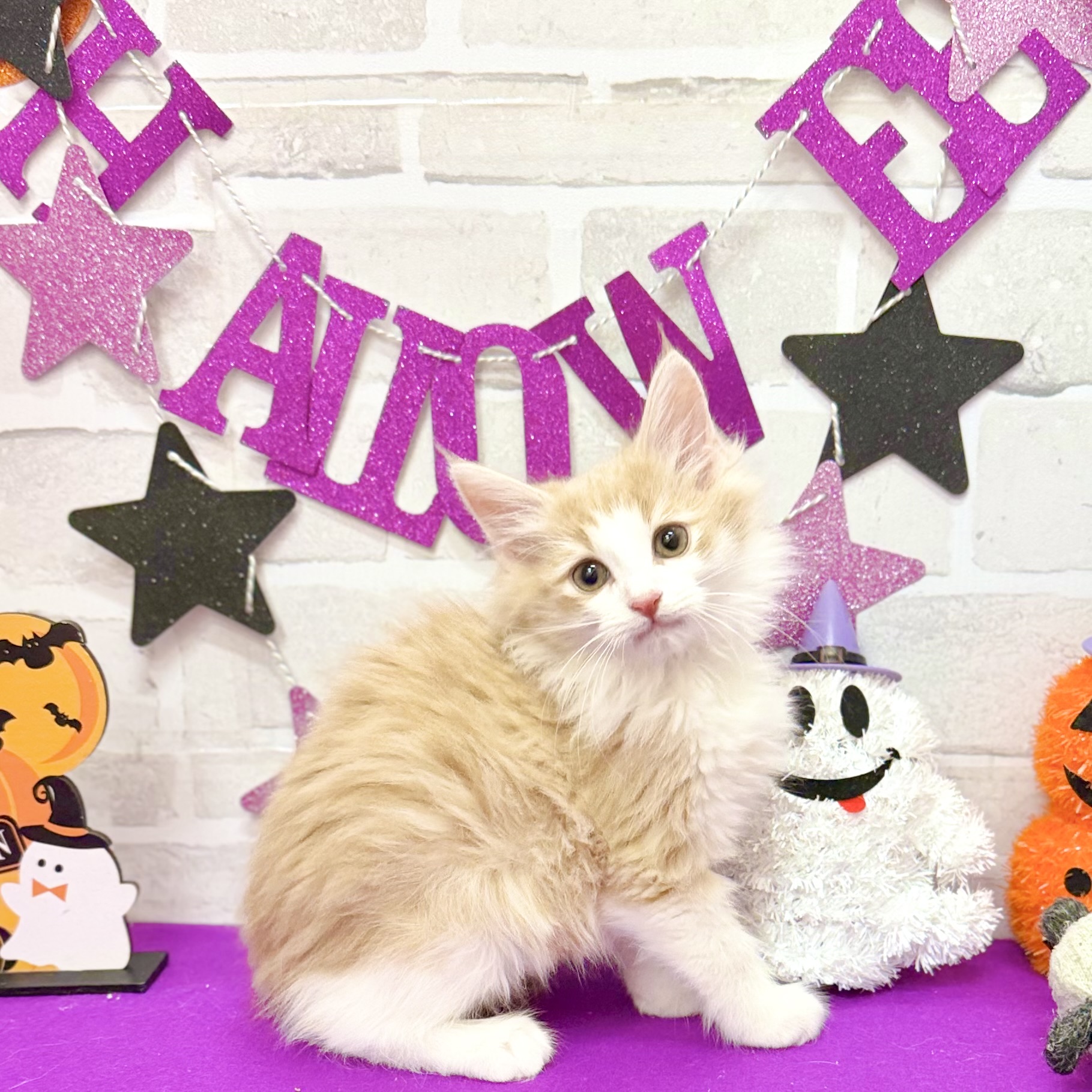 静岡県のノルウェージャンフォレストキャット (犬の家＆猫の里プレ葉ウォーク浜北店/2025年8月16日生まれ/男の子/クリームタビーホワイト)の子猫の4枚目の画像