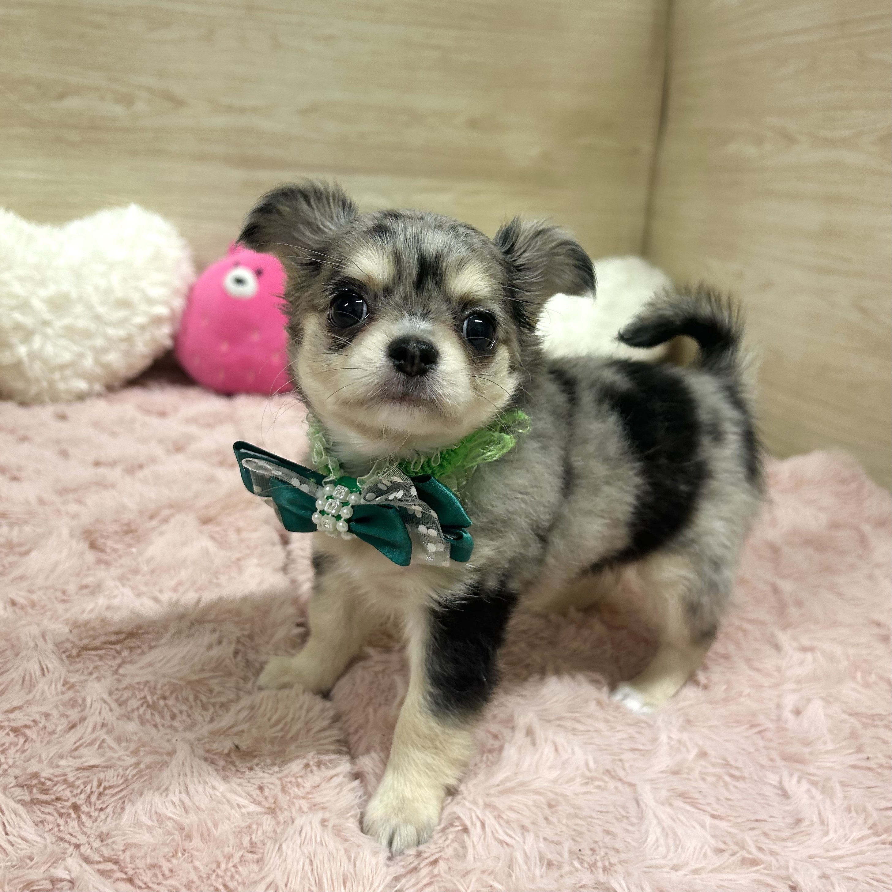 大阪府のチワワ(ロング) (犬の家＆猫の里そよら東岸和田店/2025年5月15日生まれ/女の子/ブルーマール)の子犬の4枚目の画像