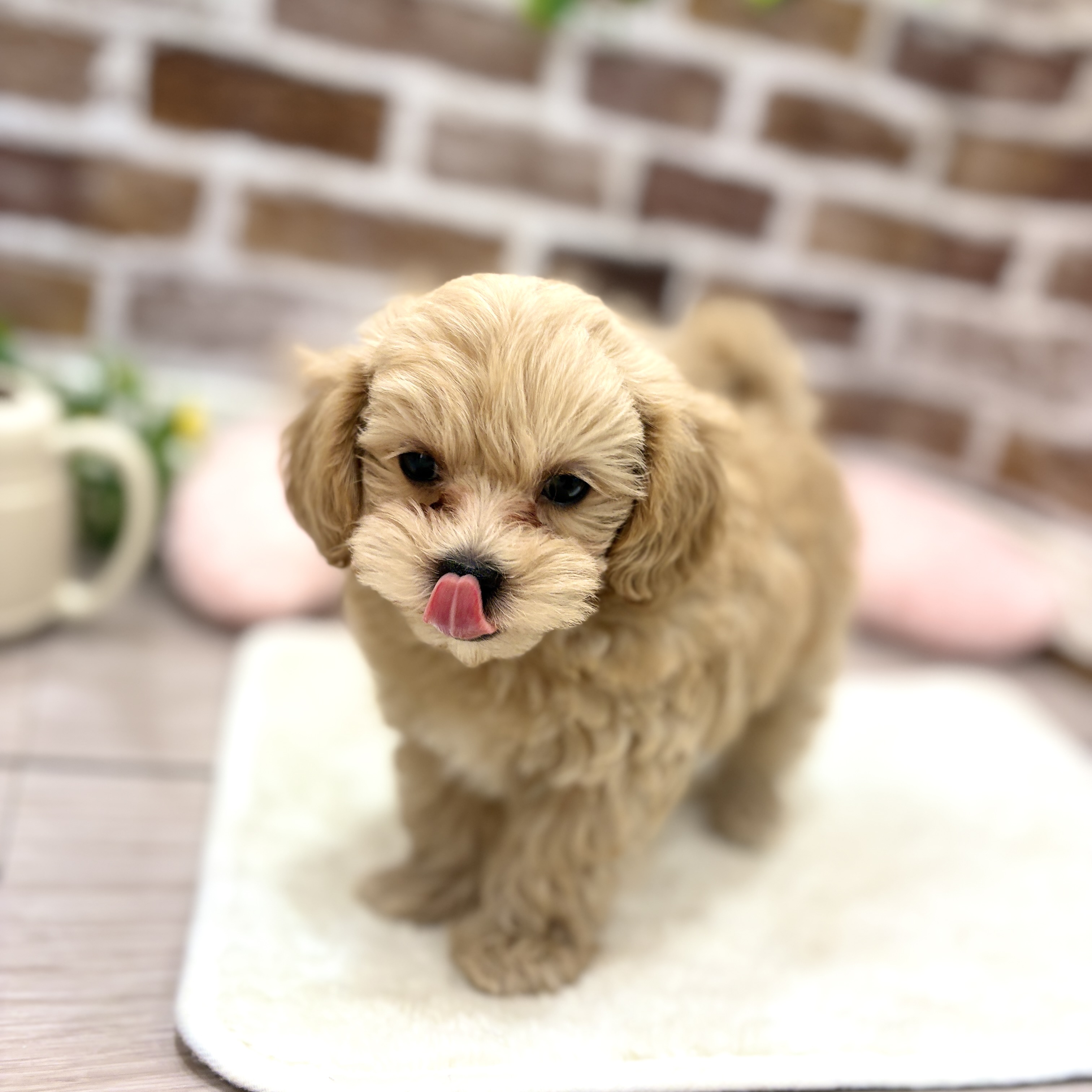 三重県のマルプー(マルチーズ×プードル) (犬の家＆猫の里三重桑名店/2026年3月31日生まれ/男の子/アプリコット)の子犬の4枚目の画像
