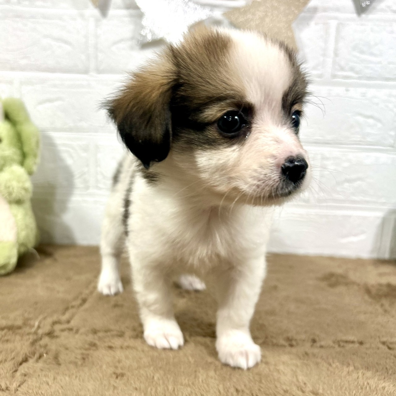 兵庫県のパピチー/チワパピ(パピヨン×チワワ) (犬の家＆猫の里ニッケパークタウン加古川店/2025年9月28日生まれ/女の子/ホワイトレッド)の子犬の4枚目の画像