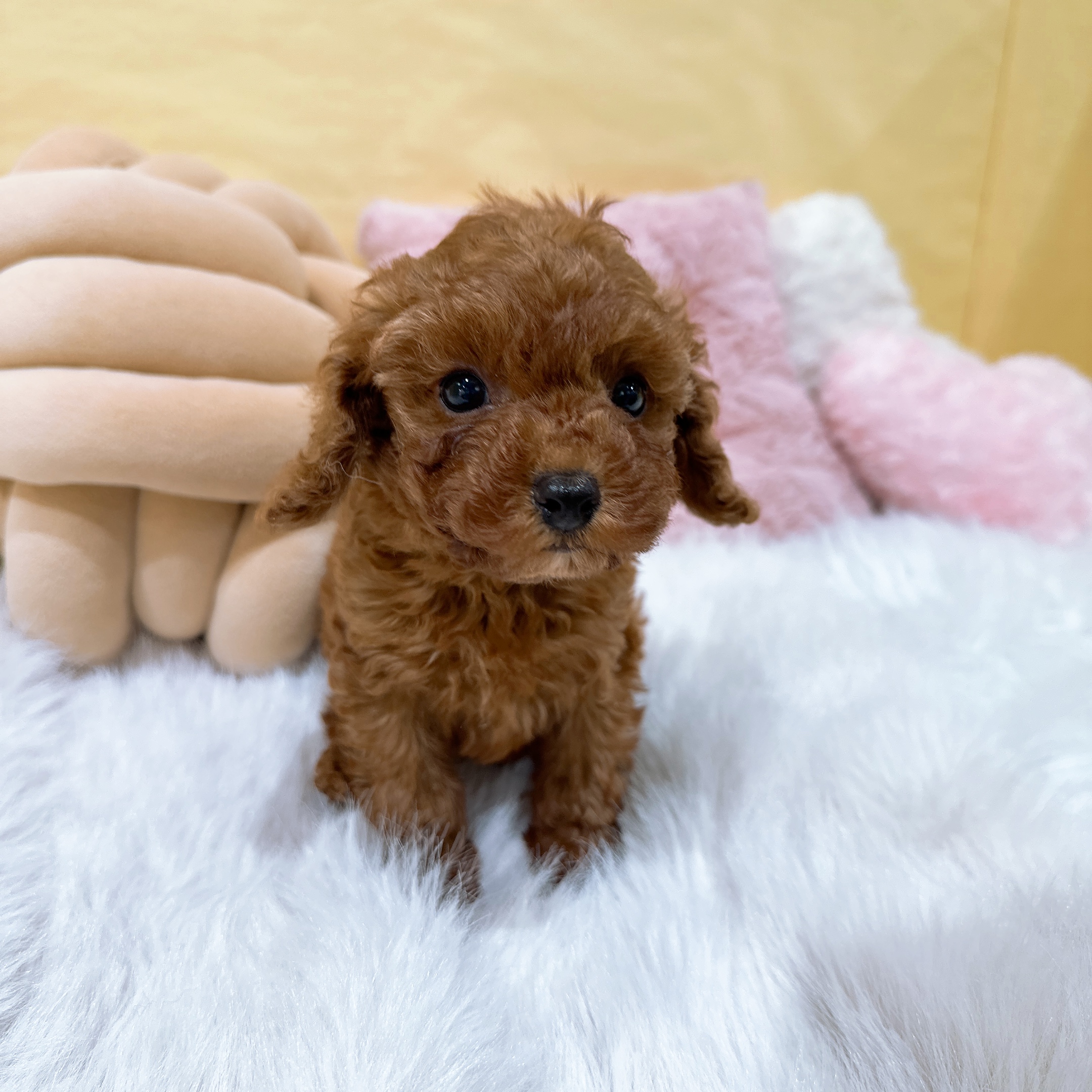 神奈川県のトイプードル(トイ) (犬の家＆猫の里元住吉ブレーメン通り店/2026年1月6日生まれ/男の子/レッド)の子犬の4枚目の画像