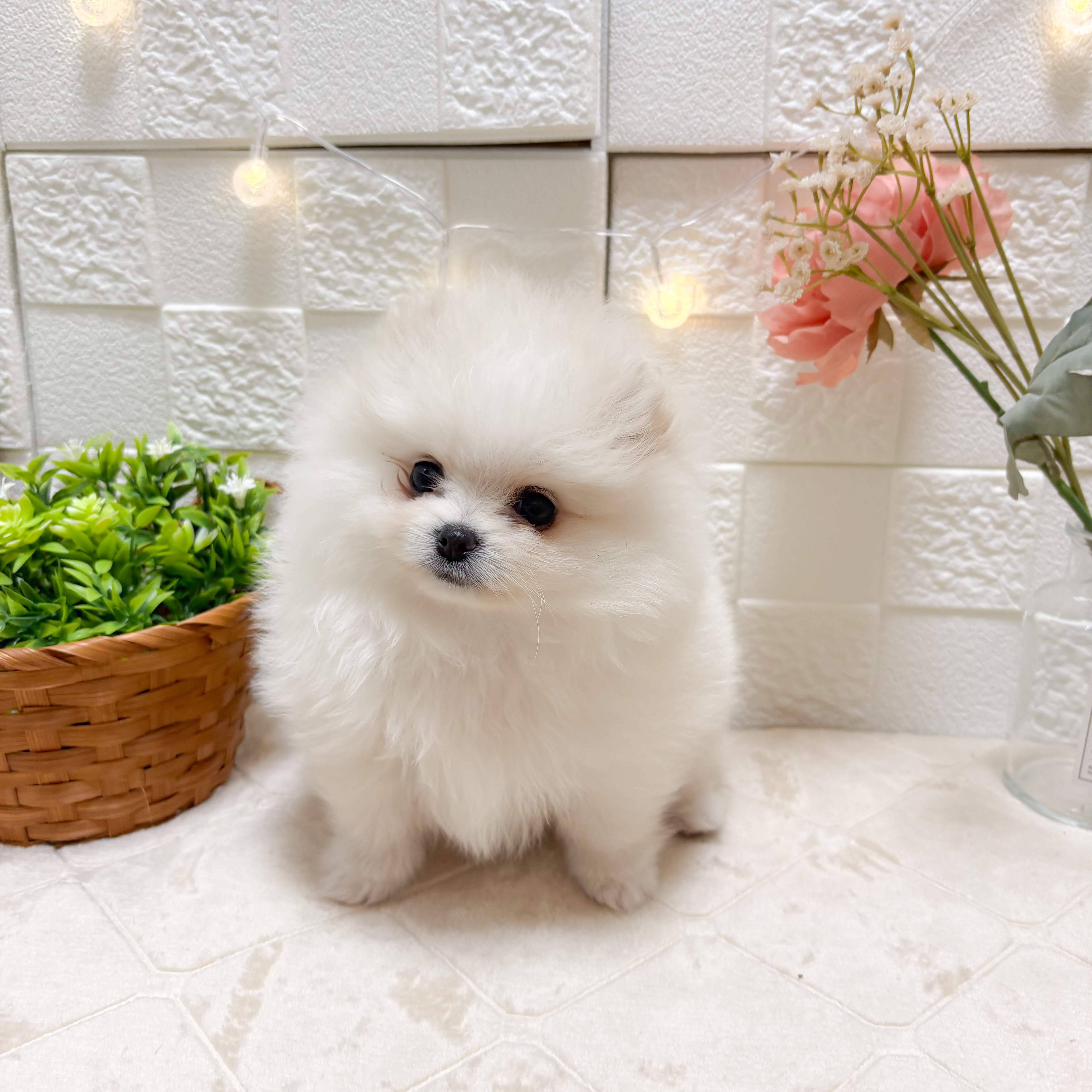 ポメラニアン女の子の写真