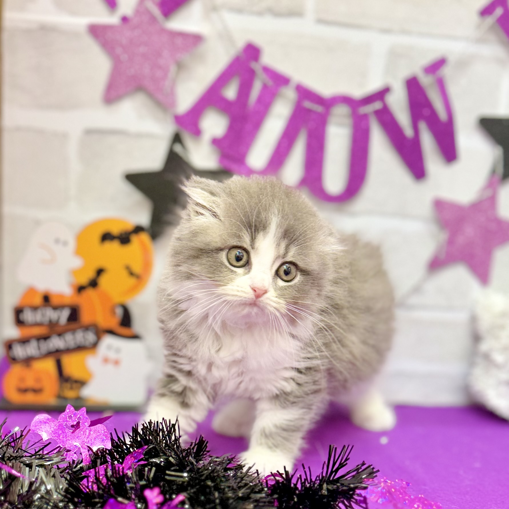 静岡県のスコティッシュフォールド (犬の家＆猫の里プレ葉ウォーク浜北店/2025年8月18日生まれ/女の子/ブルータビーホワイト)の子猫の4枚目の画像