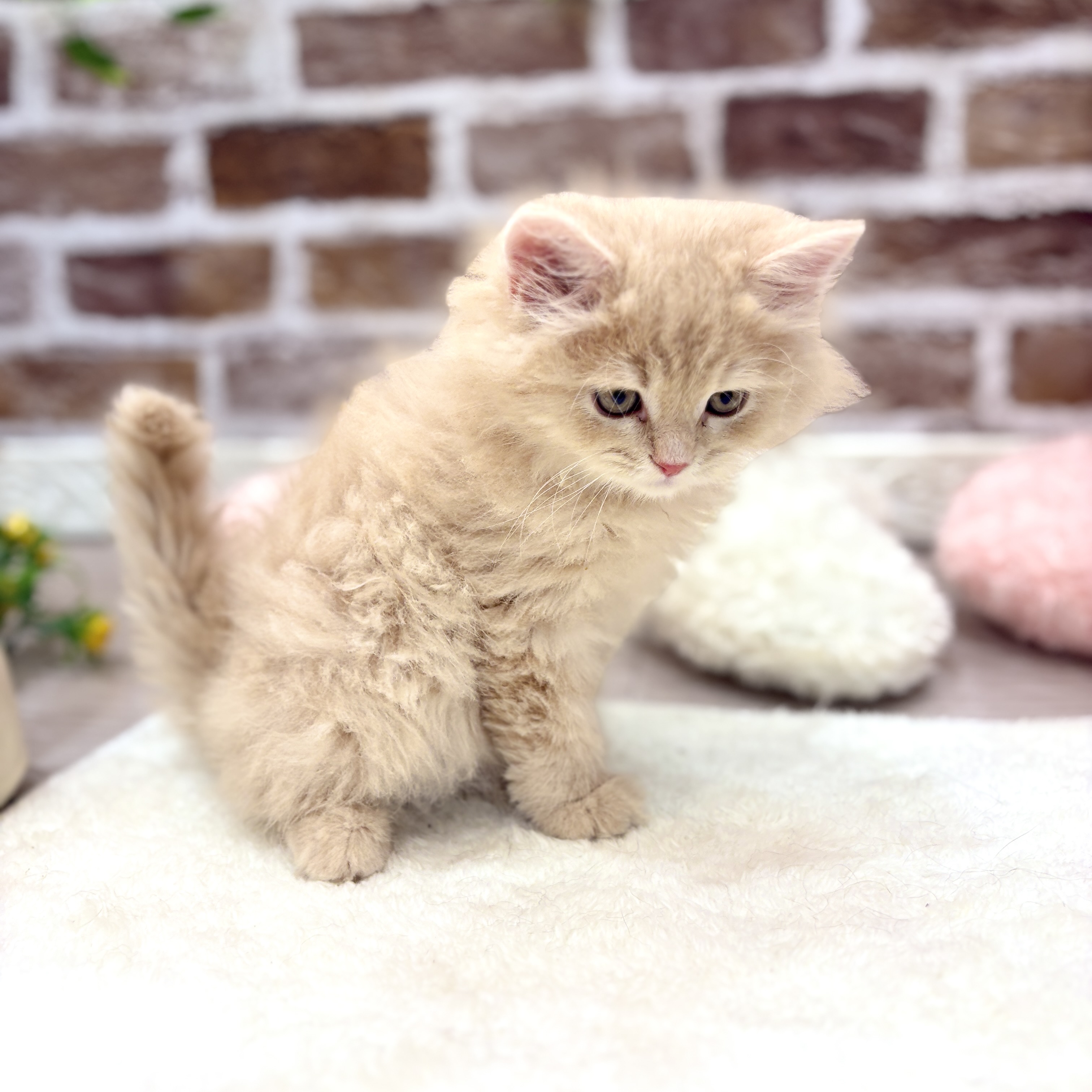 三重県のサイベリアン (犬の家＆猫の里三重桑名店/2026年3月25日生まれ/男の子/クリームタビー)の子猫の4枚目の画像
