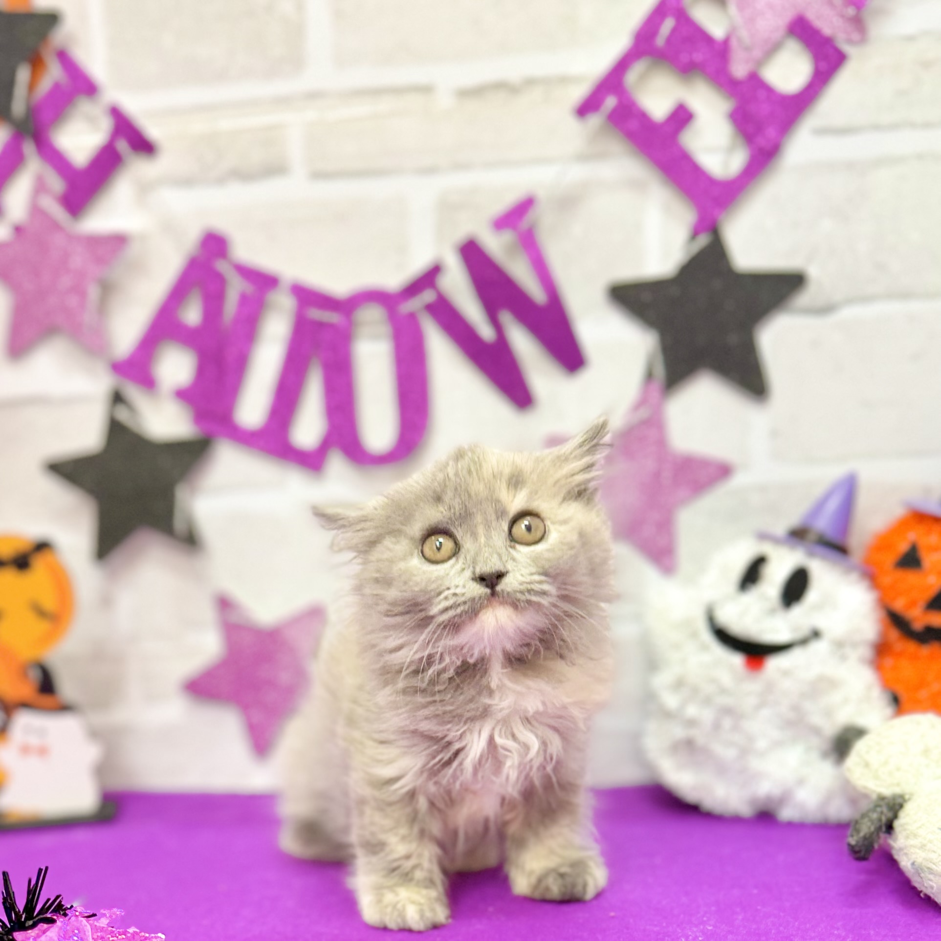 静岡県のスコティッシュストレート (犬の家＆猫の里プレ葉ウォーク浜北店/2025年8月14日生まれ/女の子/ブルークリーム)の子猫の4枚目の画像