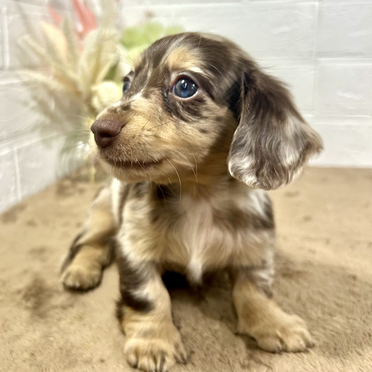 兵庫県のミニチュアダックスフンド(ロング) (犬の家＆猫の里ニッケパークタウン加古川店/2025年9月25日生まれ/男の子/チョコレートダップル)の子犬の4枚目の画像