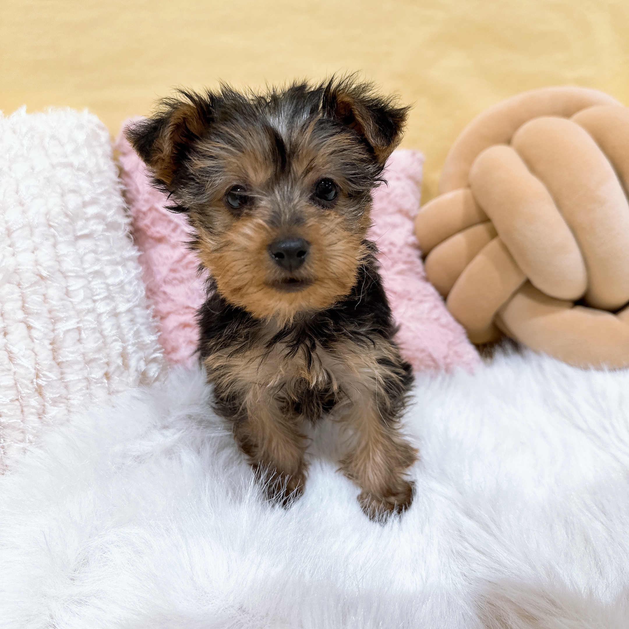 神奈川県のヨークシャーテリア (犬の家＆猫の里元住吉ブレーメン通り店/2026年1月5日生まれ/女の子/スチールブルータン)の子犬の4枚目の画像