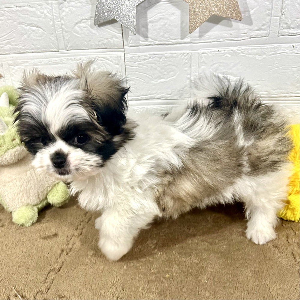 兵庫県のペキマル/マルペキ(ペキニーズ×マルチーズ) (犬の家＆猫の里ニッケパークタウン加古川店/2025年9月21日生まれ/男の子/パーティーカラー)の子犬の4枚目の画像