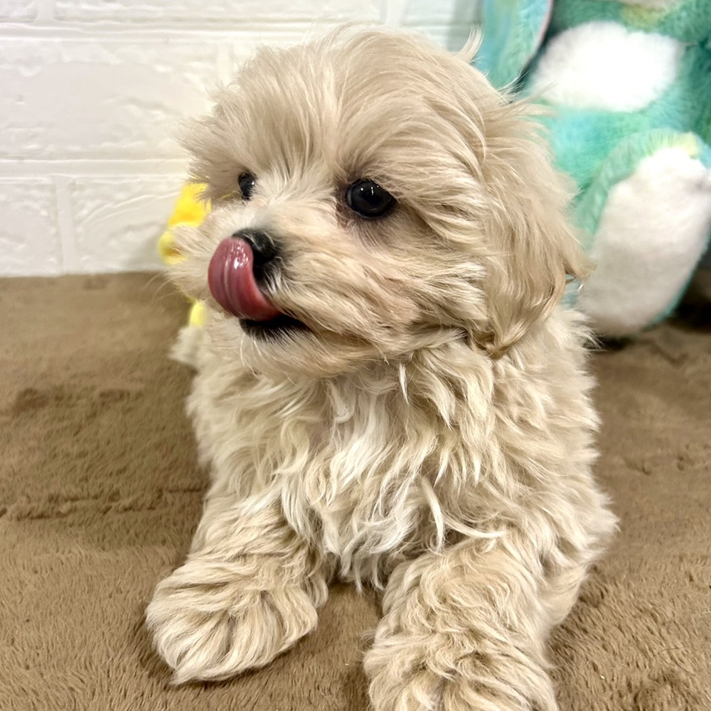 兵庫県のマルプー(マルチーズ×プードル) (犬の家＆猫の里ニッケパークタウン加古川店/2025年9月23日生まれ/女の子/クリーム)の子犬の4枚目の画像