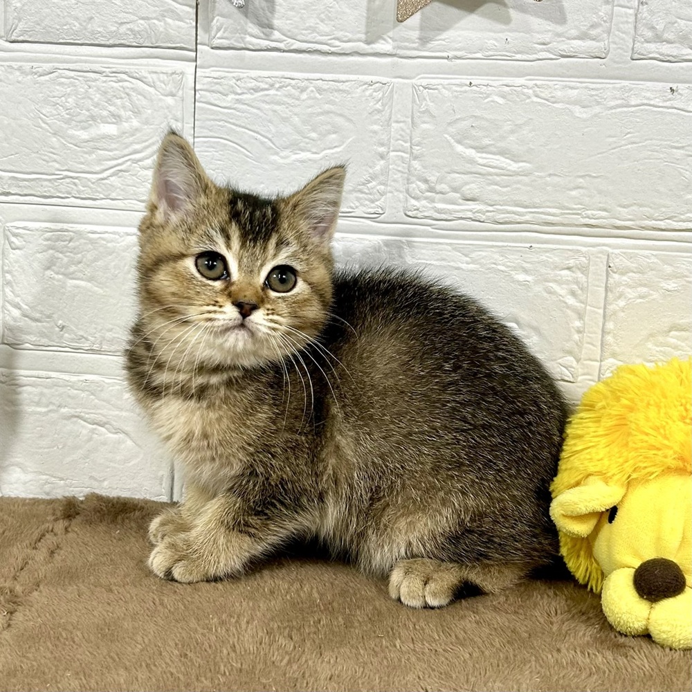 兵庫県のブリティッシュショートヘアー (犬の家＆猫の里ニッケパークタウン加古川店/2025年9月20日生まれ/女の子/ブラウンティックドタビー)の子猫の4枚目の画像