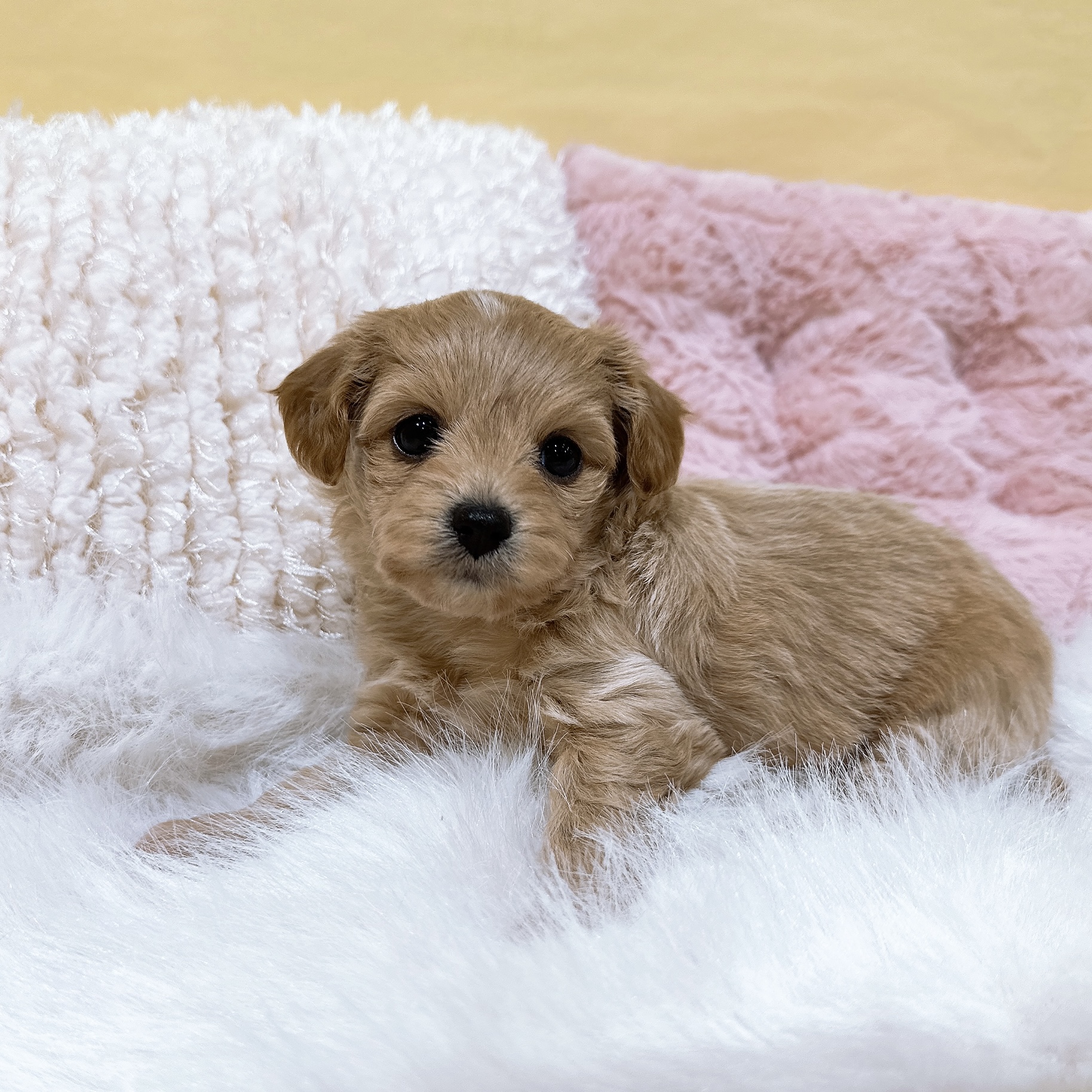 神奈川県のチワプー/プーチー(チワワ×プードル) (犬の家＆猫の里元住吉ブレーメン通り店/2026年1月6日生まれ/女の子/アプリコット)の子犬の4枚目の画像