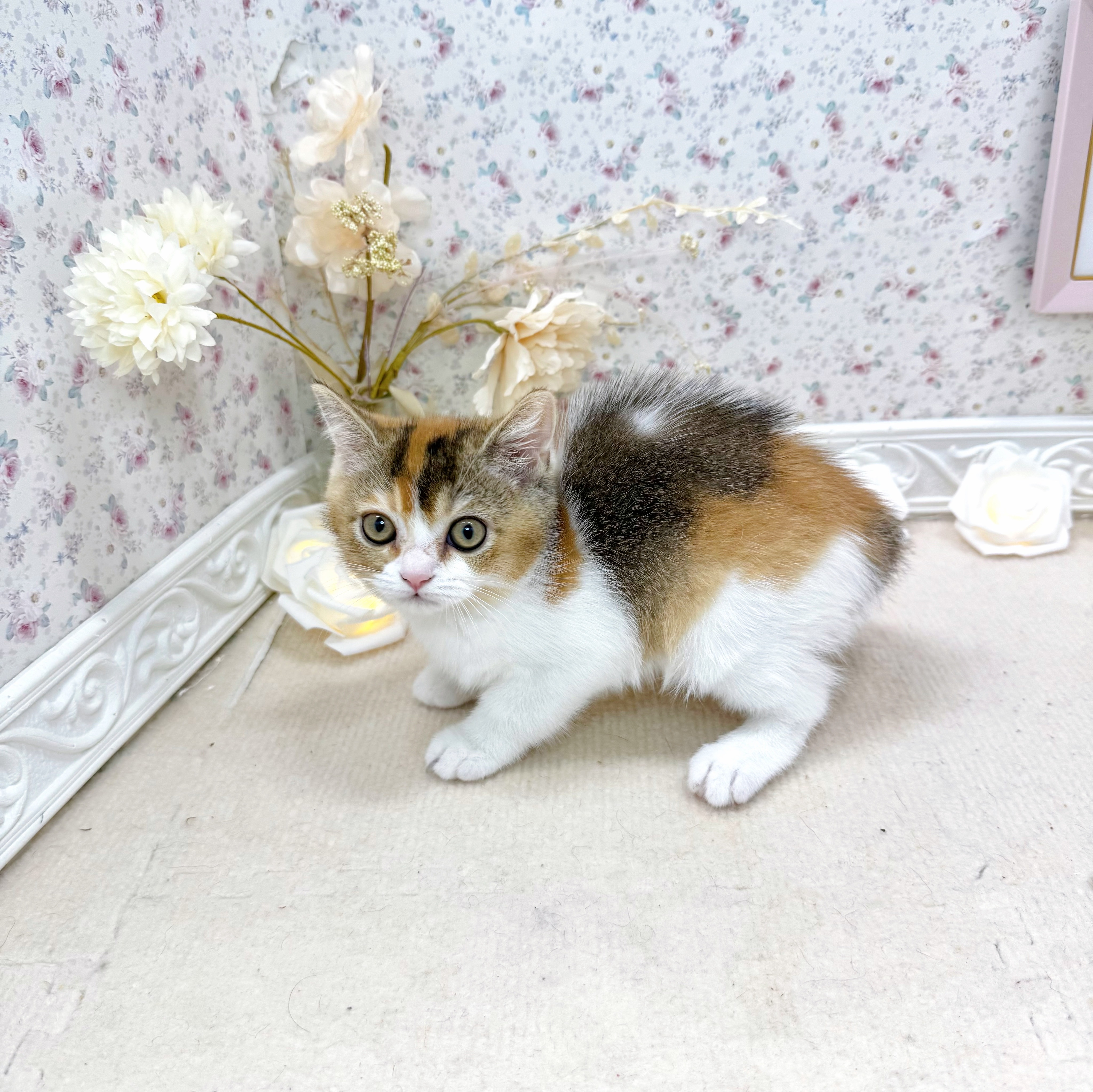 石川県のブリティッシュショートヘアー (犬の家＆猫の里アミーゴ金沢有松店/2025年5月10日生まれ/女の子/ブラウンパッチドティックドタビー＆ホワイト)の子猫の4枚目の画像