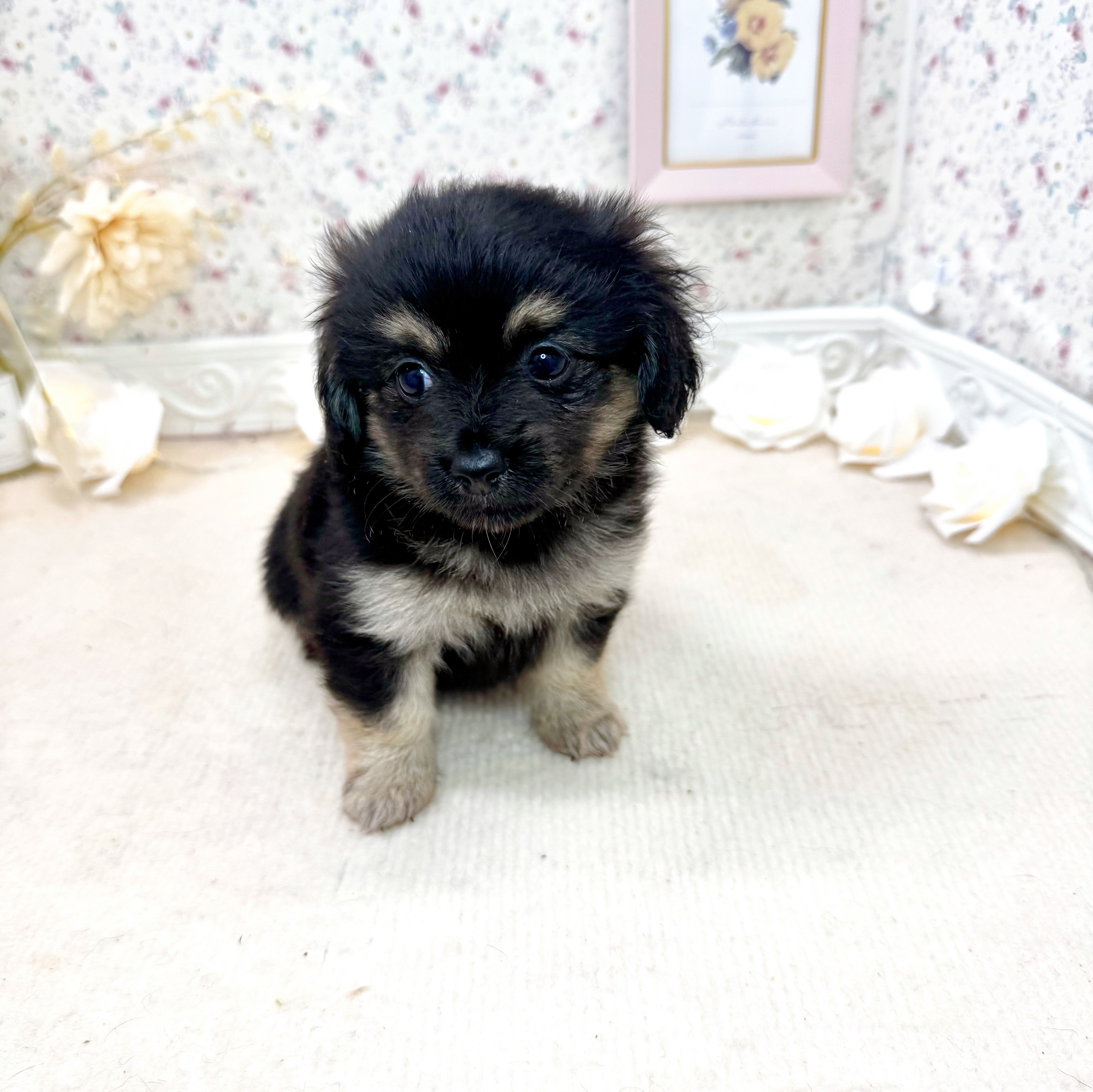 石川県のポメックス(ポメラニアン×ダックス) (犬の家＆猫の里アミーゴ金沢有松店/2025年5月11日生まれ/女の子/ブラックタン)の子犬の4枚目の画像