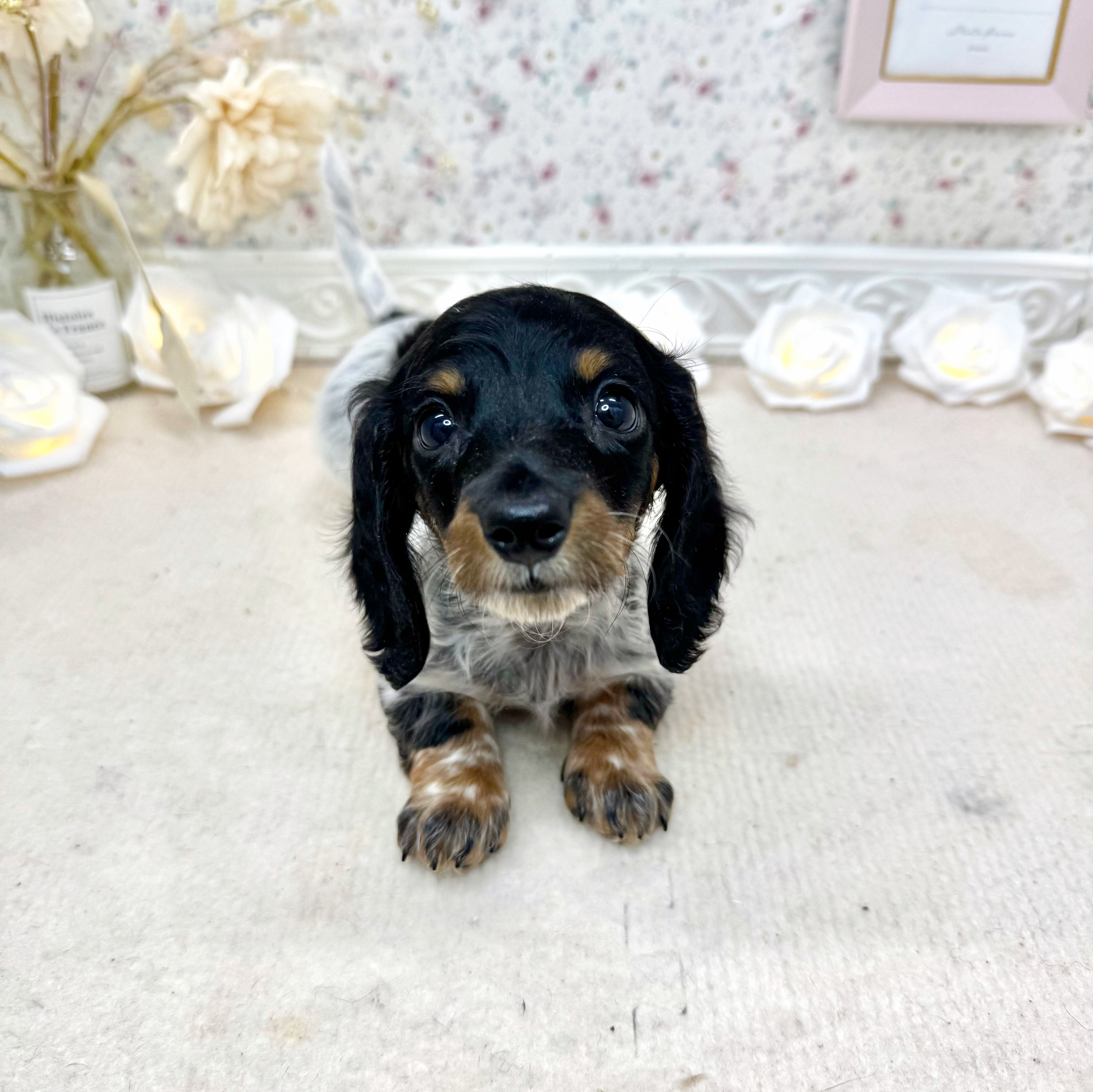 石川県のミニチュアダックスフンド(ロング) (犬の家＆猫の里アミーゴ金沢有松店/2025年5月7日生まれ/女の子/ブラックタンパイボールド)の子犬の4枚目の画像