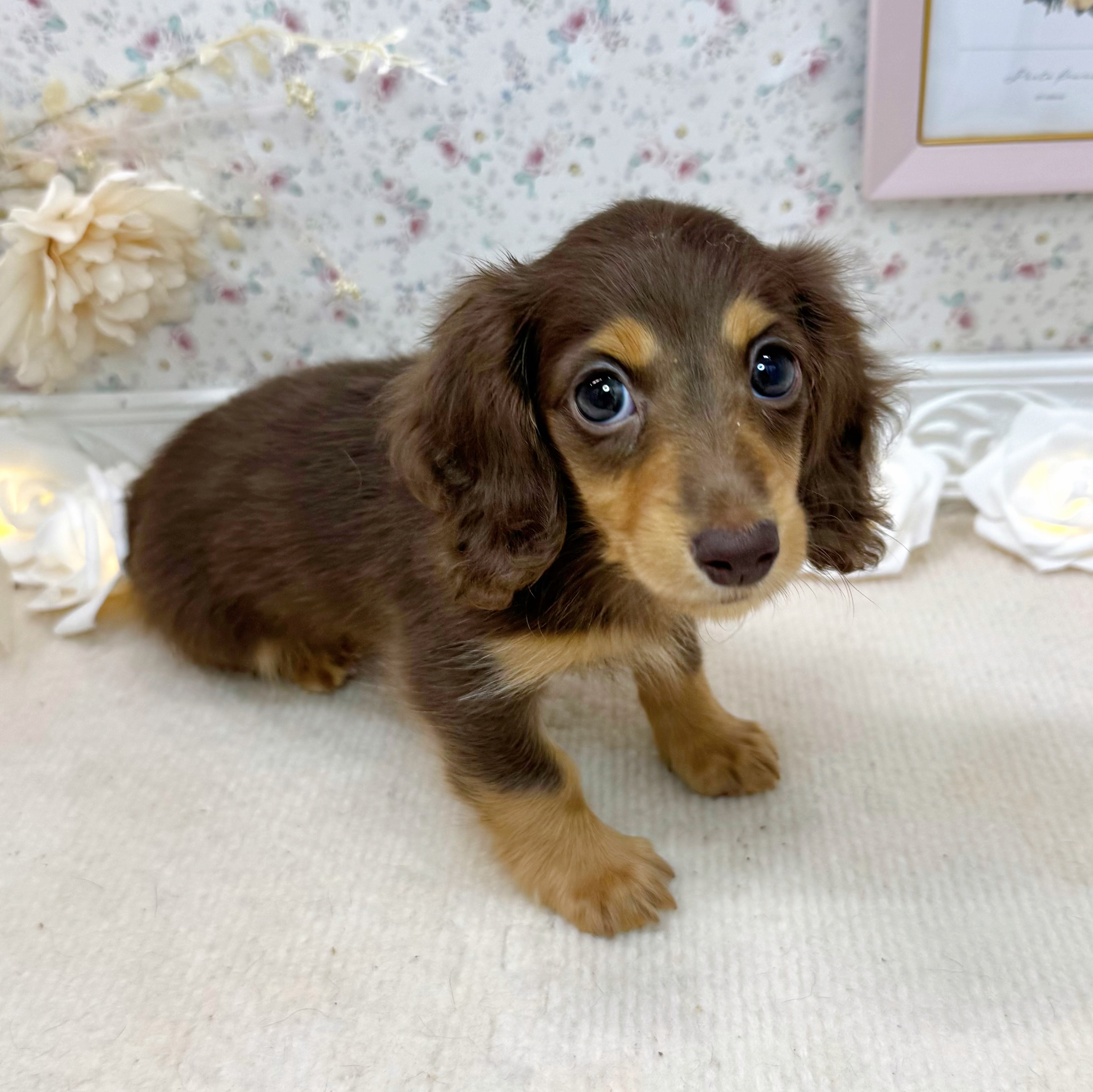 石川県のカニンヘンダックスフンド(ロング) (犬の家＆猫の里アミーゴ金沢有松店/2025年5月14日生まれ/女の子/チョコレートタン)の子犬の4枚目の画像