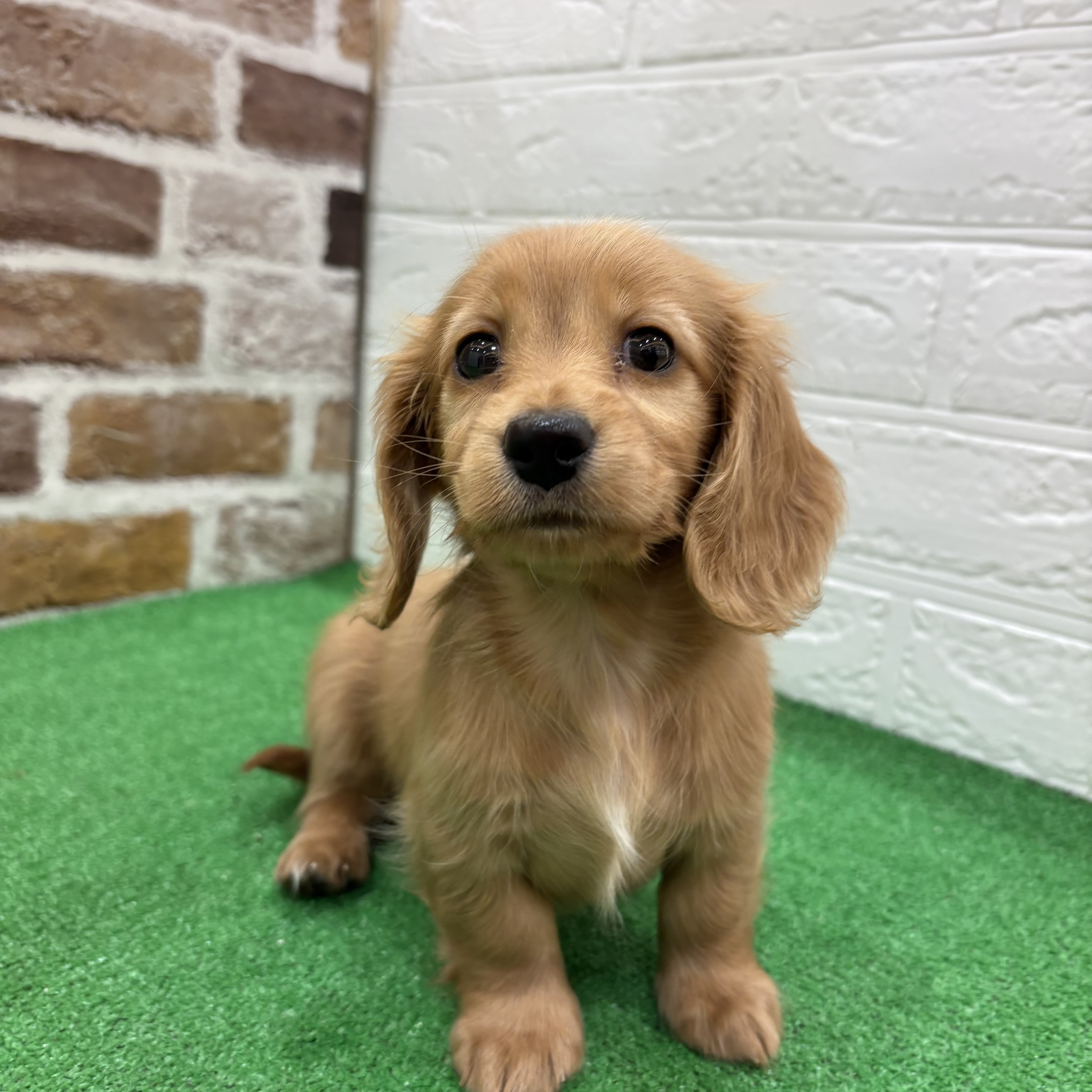 三重県のミニチュアダックスフンド(ロング) (犬の家＆猫の里三重桑名店/2025年9月9日生まれ/女の子/ゴールド)の子犬の4枚目の画像