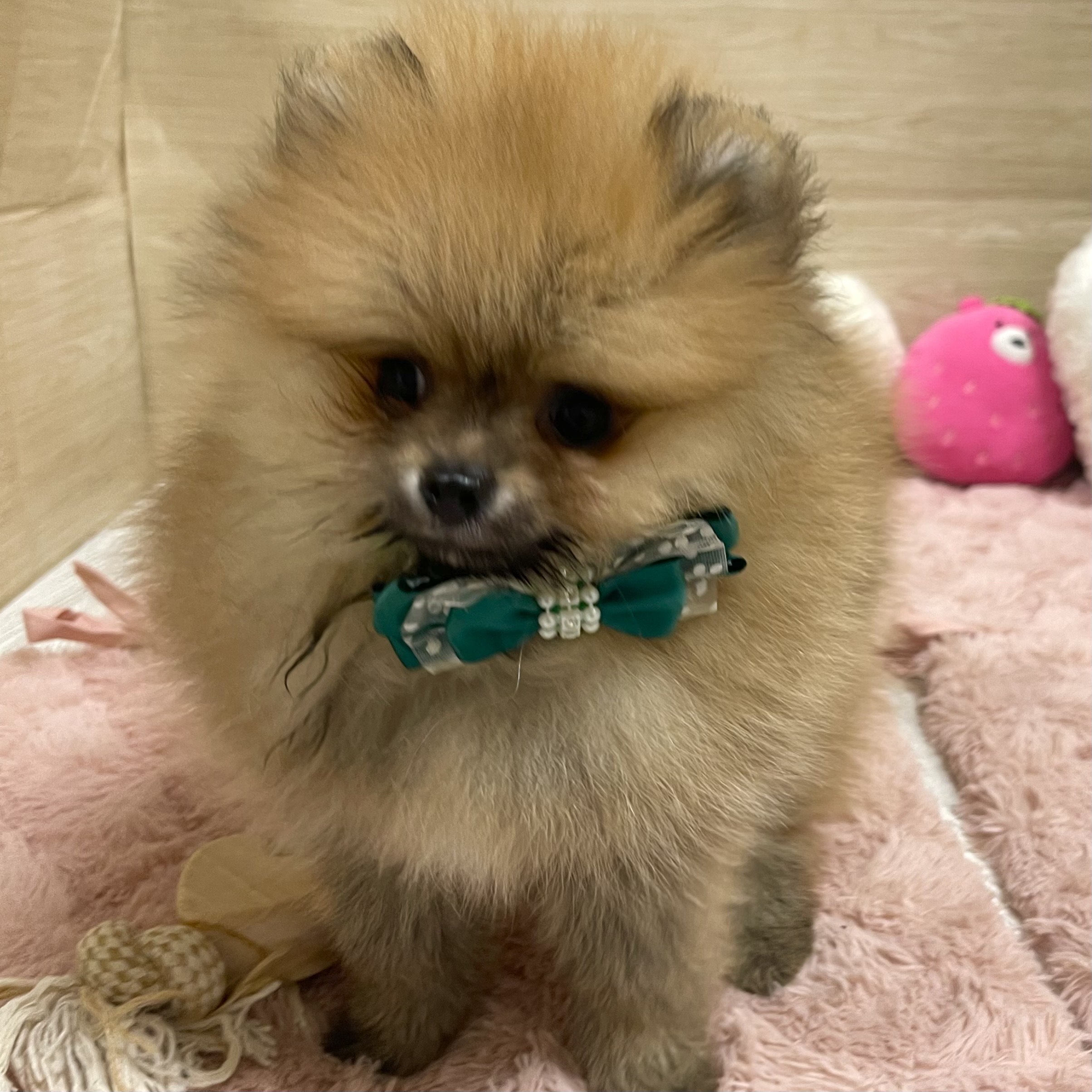 大阪府のポメラニアン (犬の家＆猫の里そよら東岸和田店/2025年6月11日生まれ/男の子/オレンジ)の子犬の1枚目の画像
