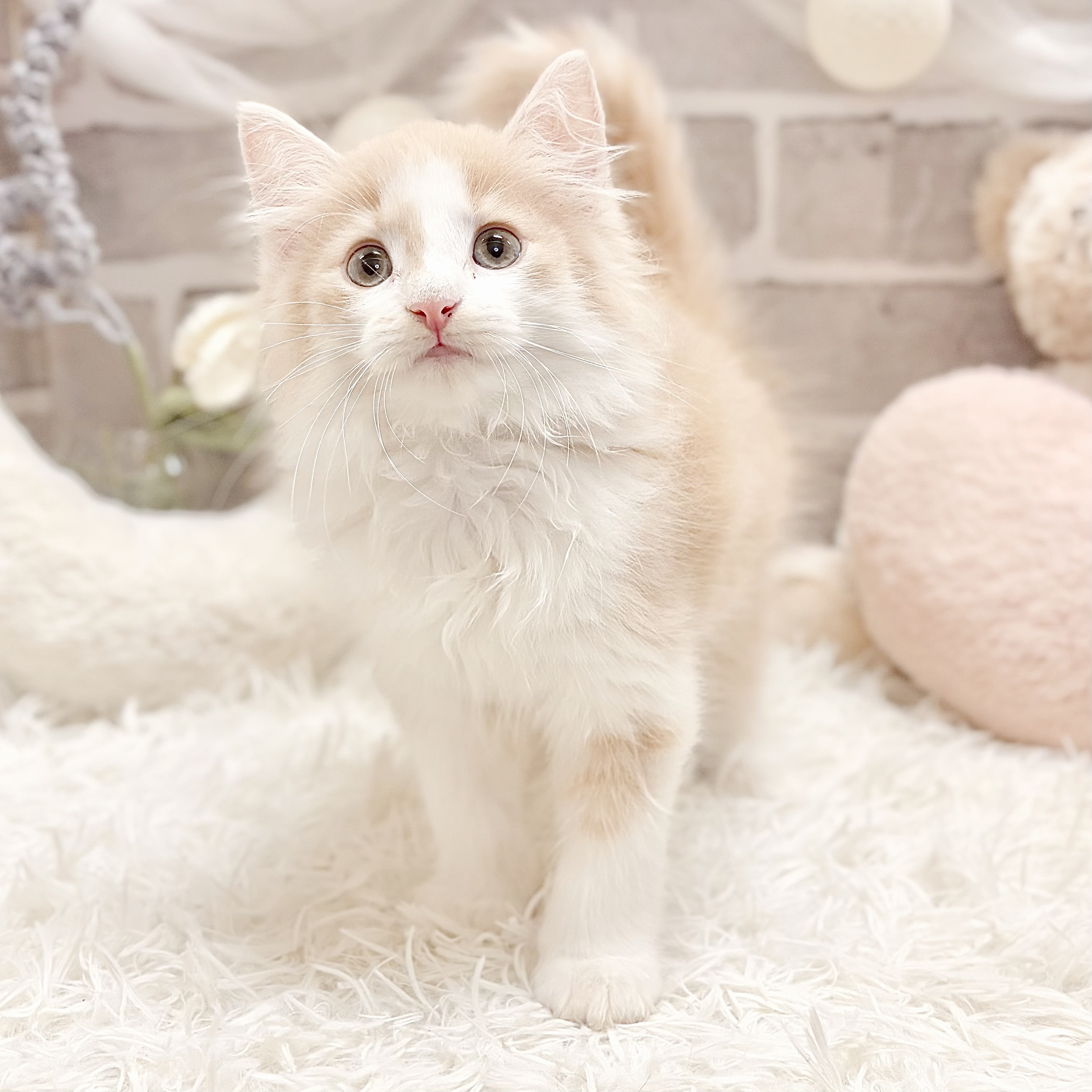兵庫県のノルウェージャンフォレストキャット (犬の家＆猫の里神戸店/2026年8月6日生まれ/男の子/クリームタビーホワイト)の子猫の4枚目の画像