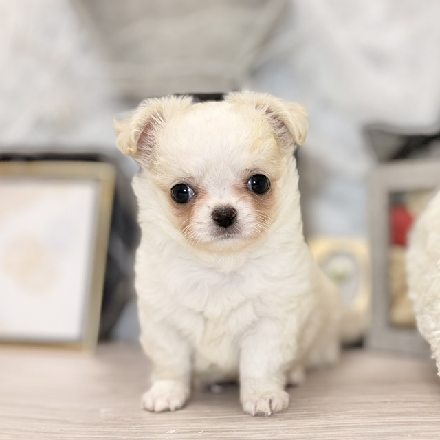 千葉県のチワワ(ロング) (犬の家＆猫の里ワンズモール稲毛店/2026年7月20日生まれ/男の子/クリームホワイト)の子犬の4枚目の画像