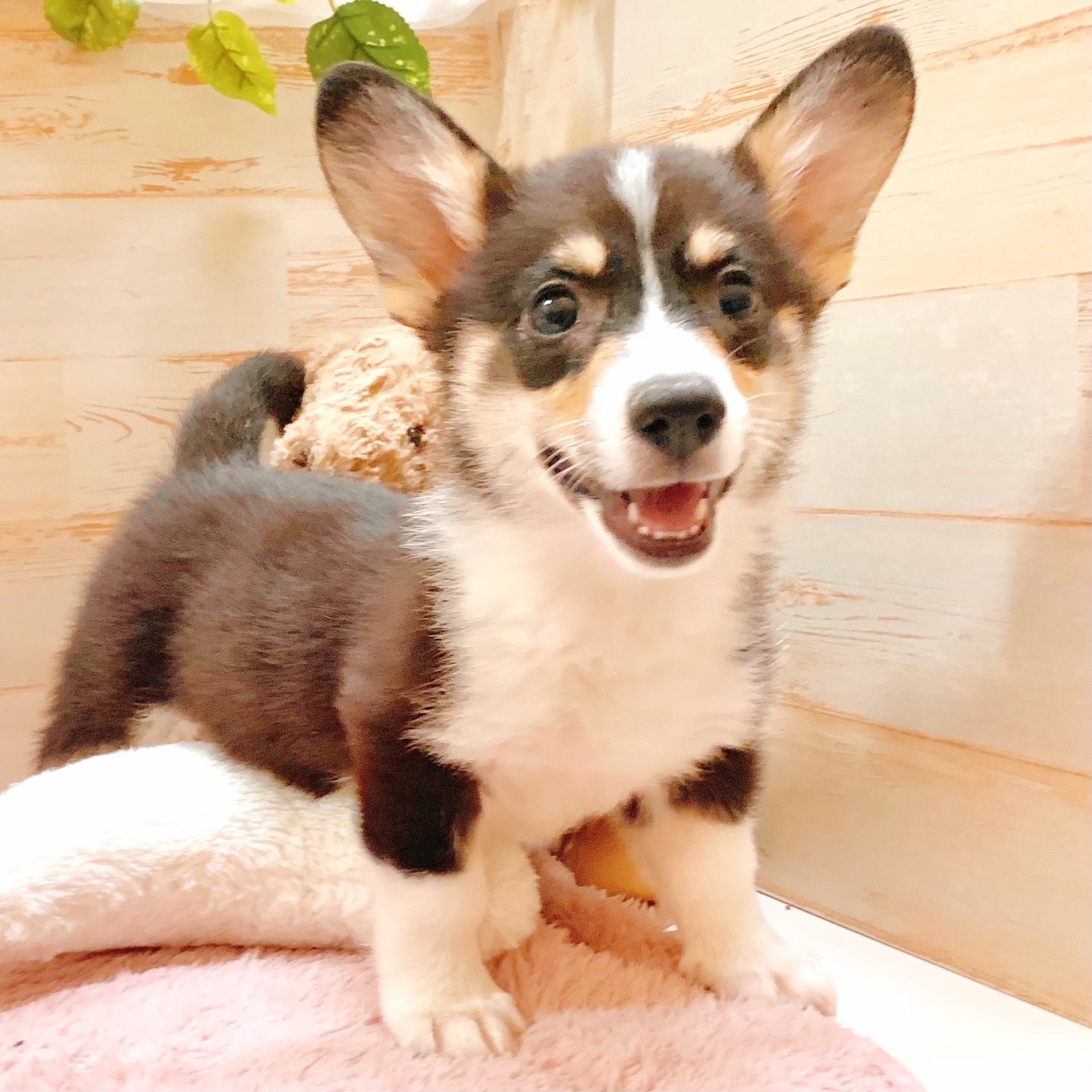 兵庫県のウェルシュコーギーペンブローク (犬の家＆猫の里神戸店/2025年7月16日生まれ/女の子/ブラックタンホワイト)の子犬の1枚目の画像