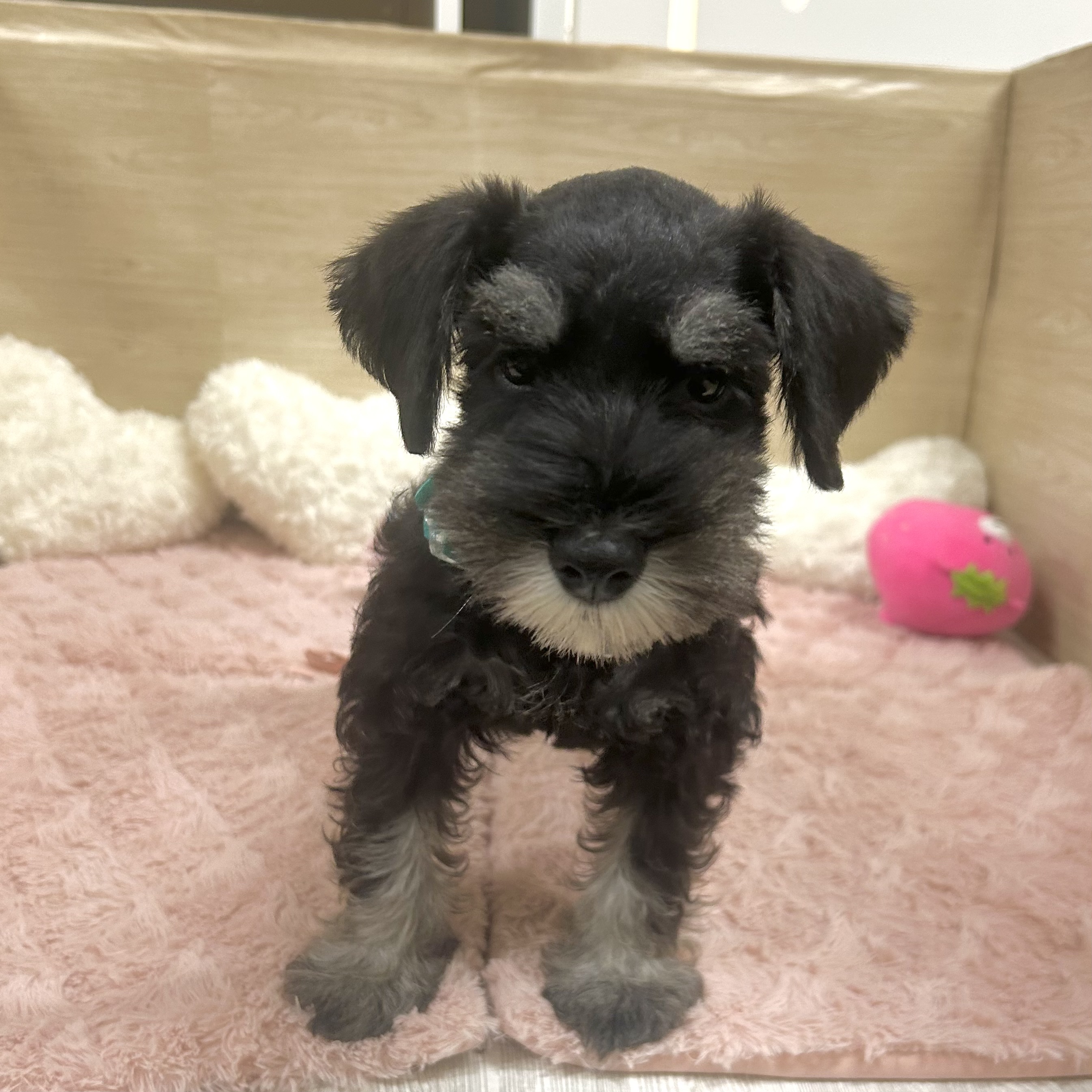大阪府のミニチュアシュナウザー (犬の家＆猫の里そよら東岸和田店/2025年5月20日生まれ/男の子/ブラックシルバー)の子犬の1枚目の画像